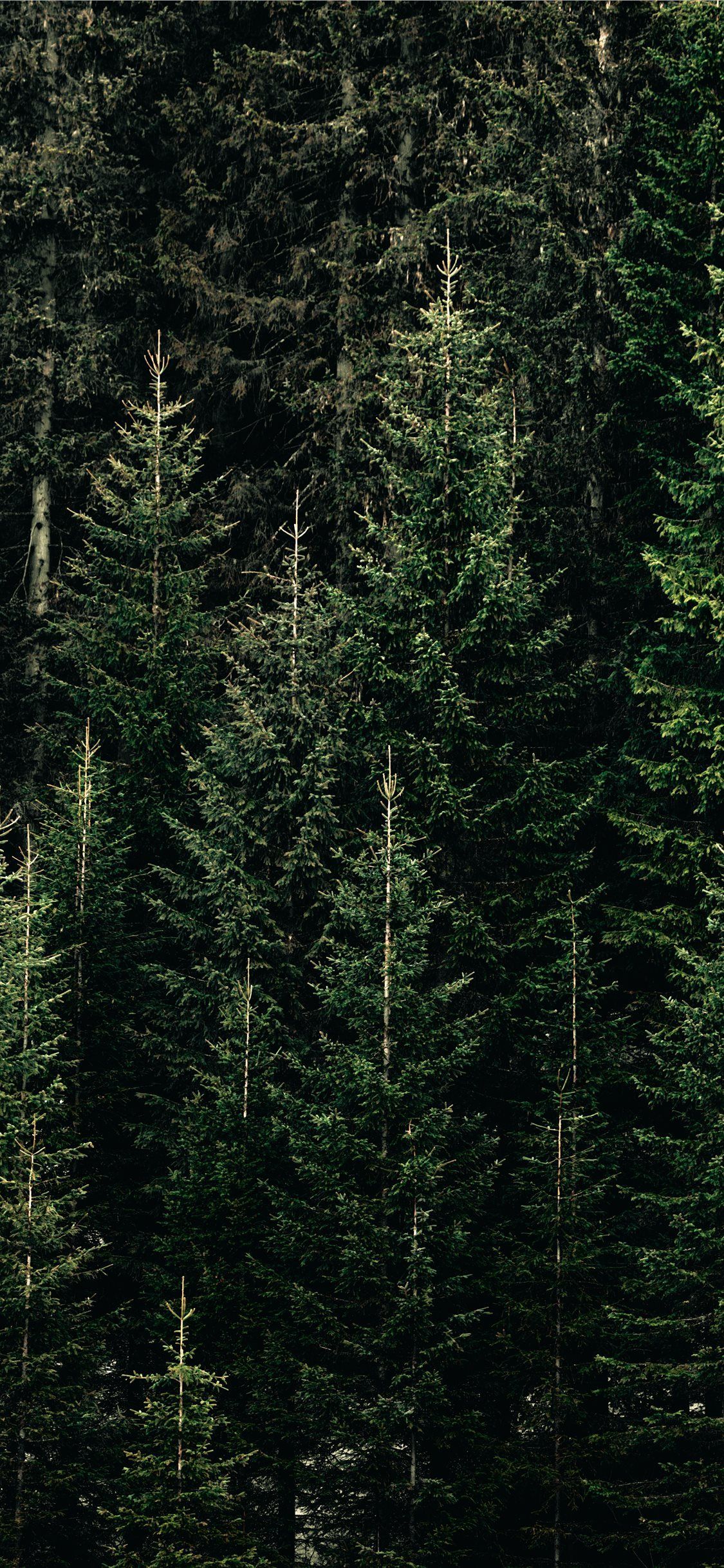 green forest with pine trees. Tree wallpaper iphone, iPhone wallpaper green, Tree iphone