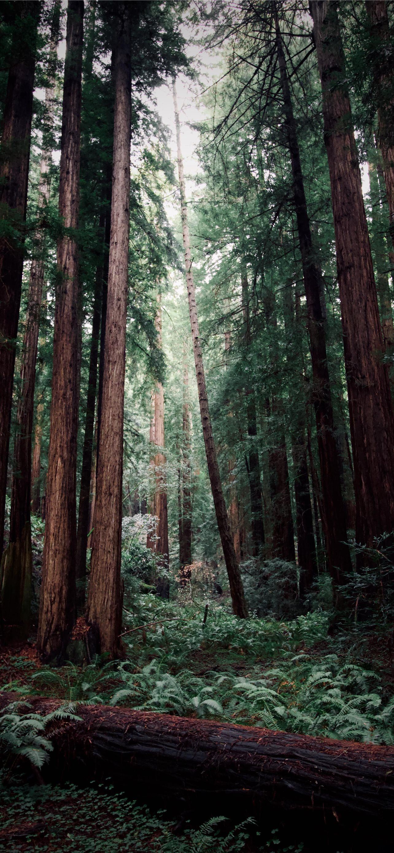 muir woods national monument iPhone Wallpaper Free Download