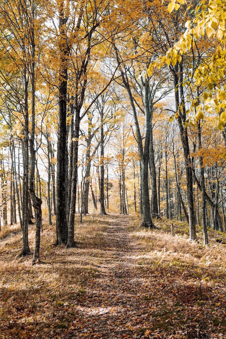 A path through the woods with trees and leaves - Woods