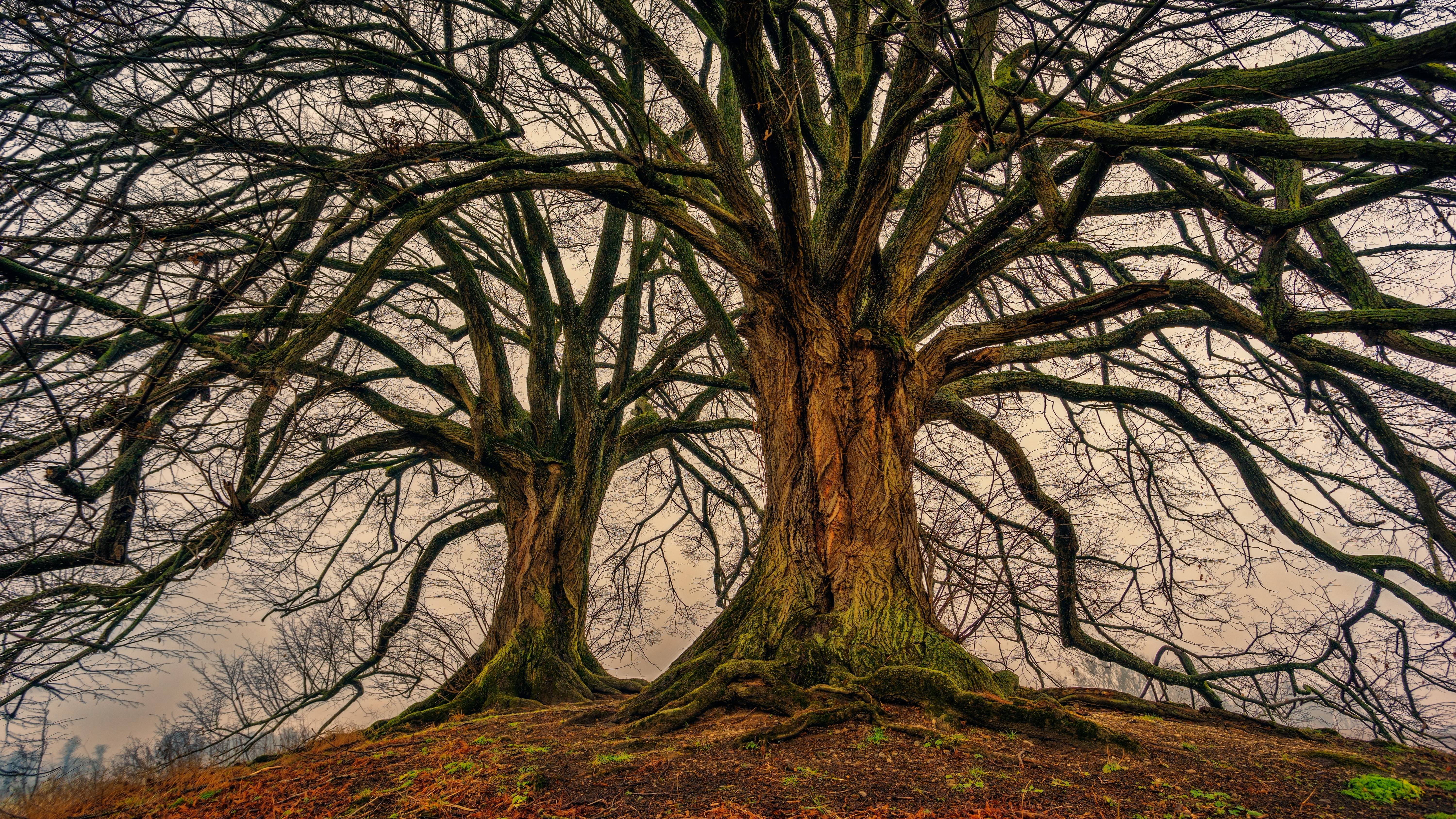 A large tree with no leaves on it - Woods