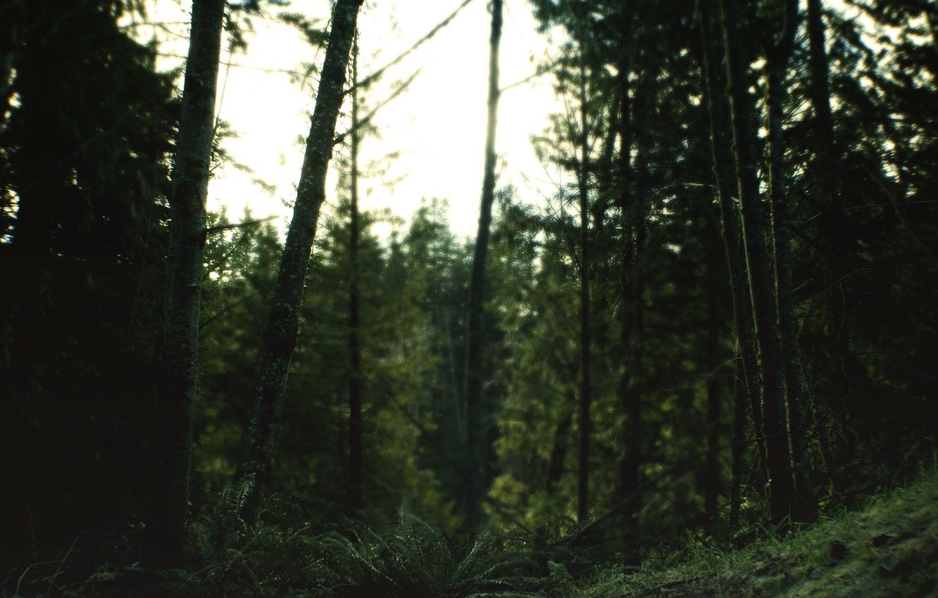 A person riding their bike in the woods - Woods