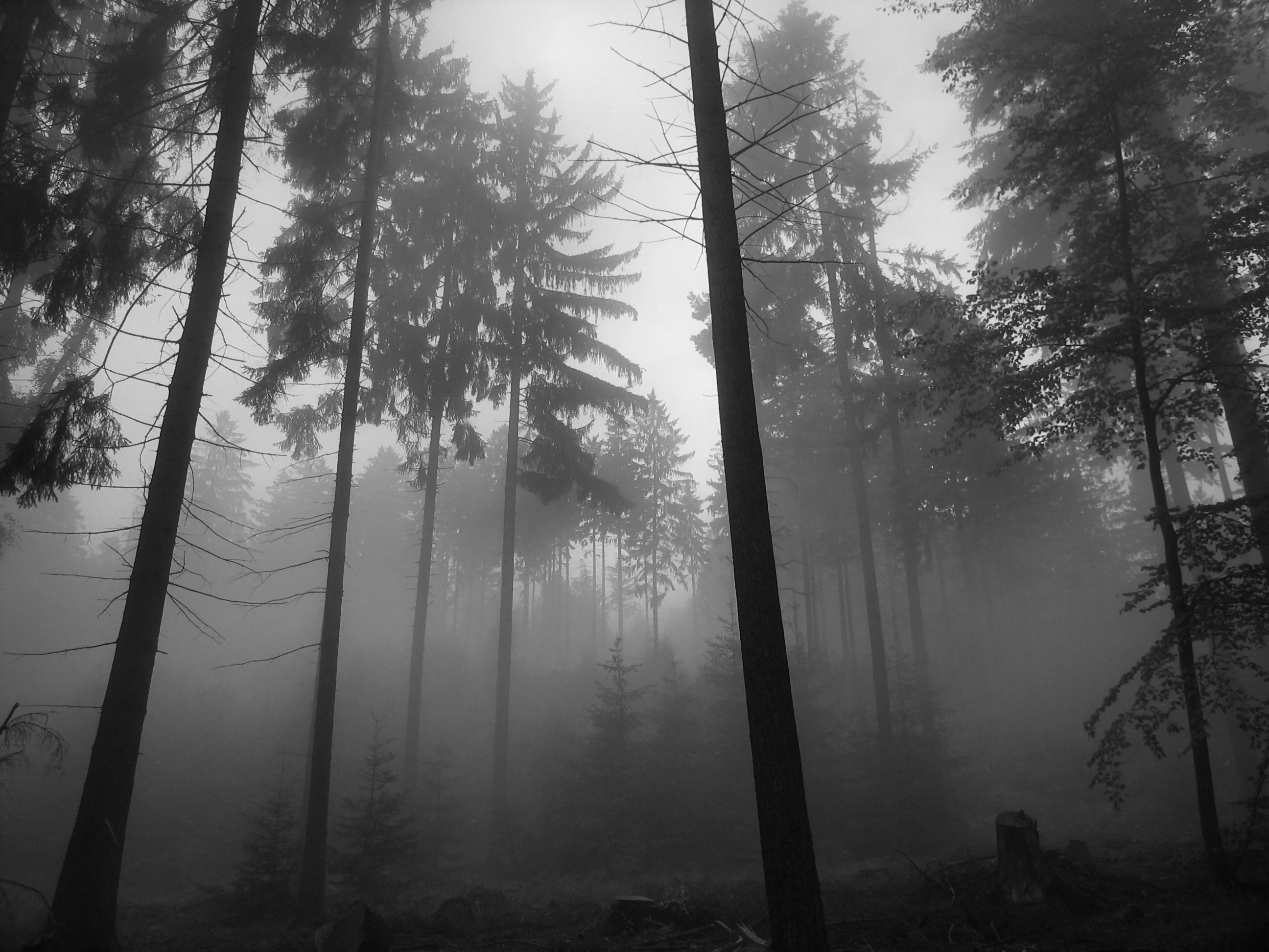 Free download Forest Wallpaper is the best way to remind you of the woods and the [2592x1944] for your Desktop, Mobile & Tablet. Explore Foggy Forest Wallpaper. Forest Background