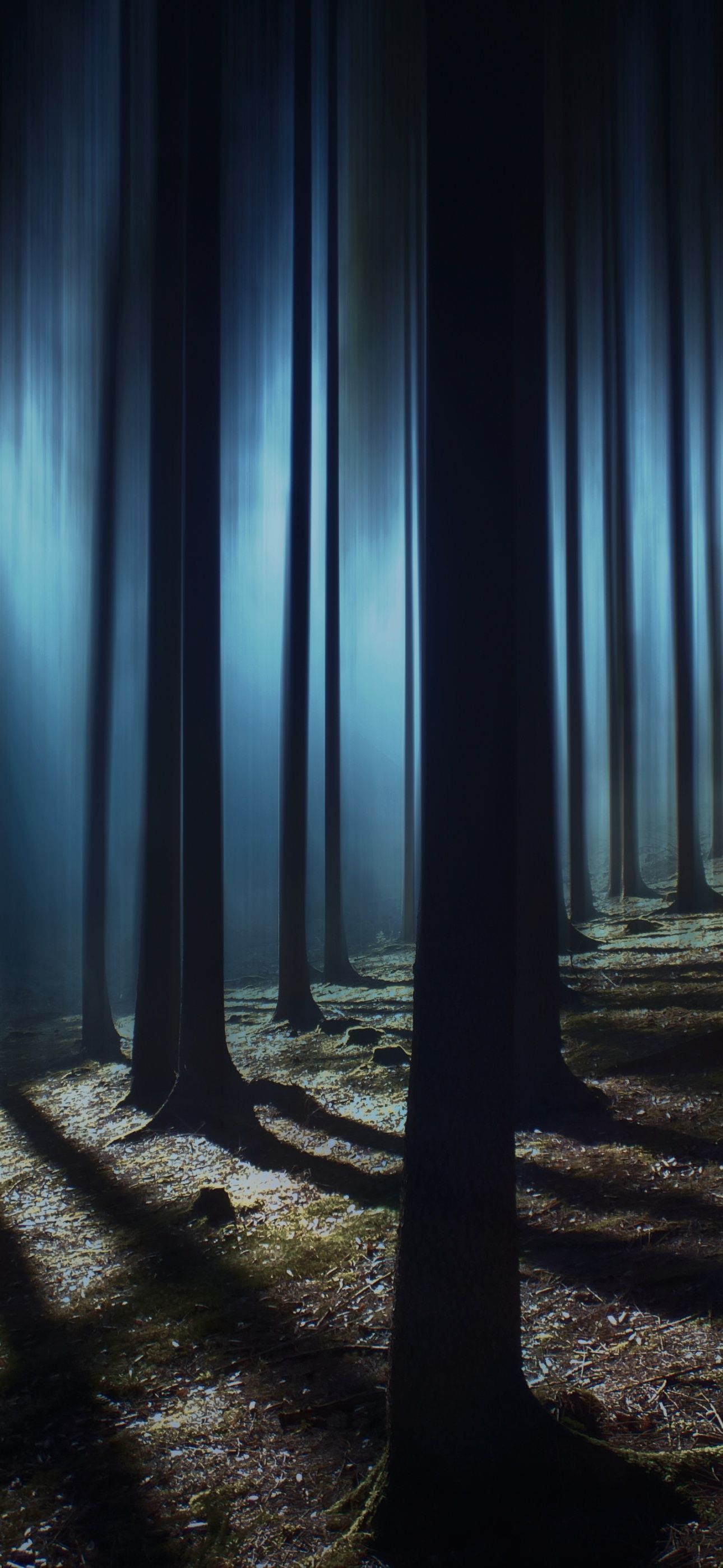 A dark forest with trees and fog - Woods