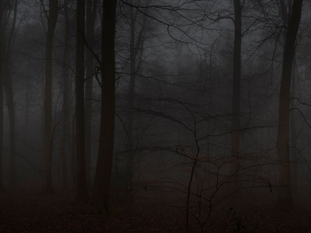 A dark forest with trees and fog - Woods