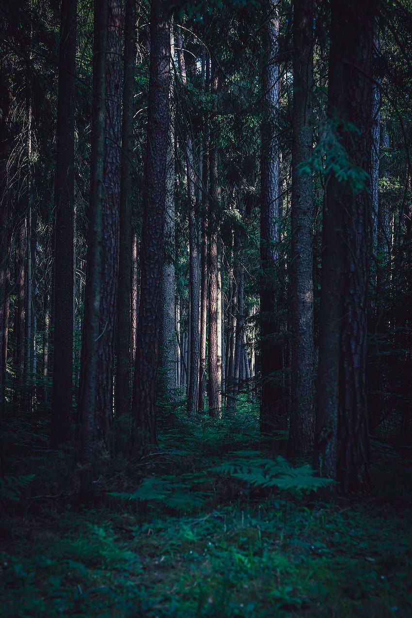Dark Forest [], aesthetic green forest HD phone wallpaper