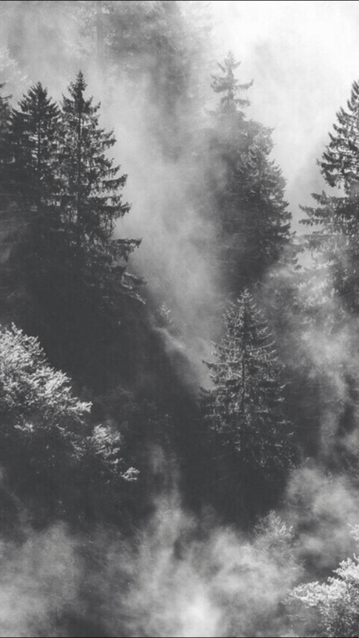 A black and white photo of foggy trees - Woods