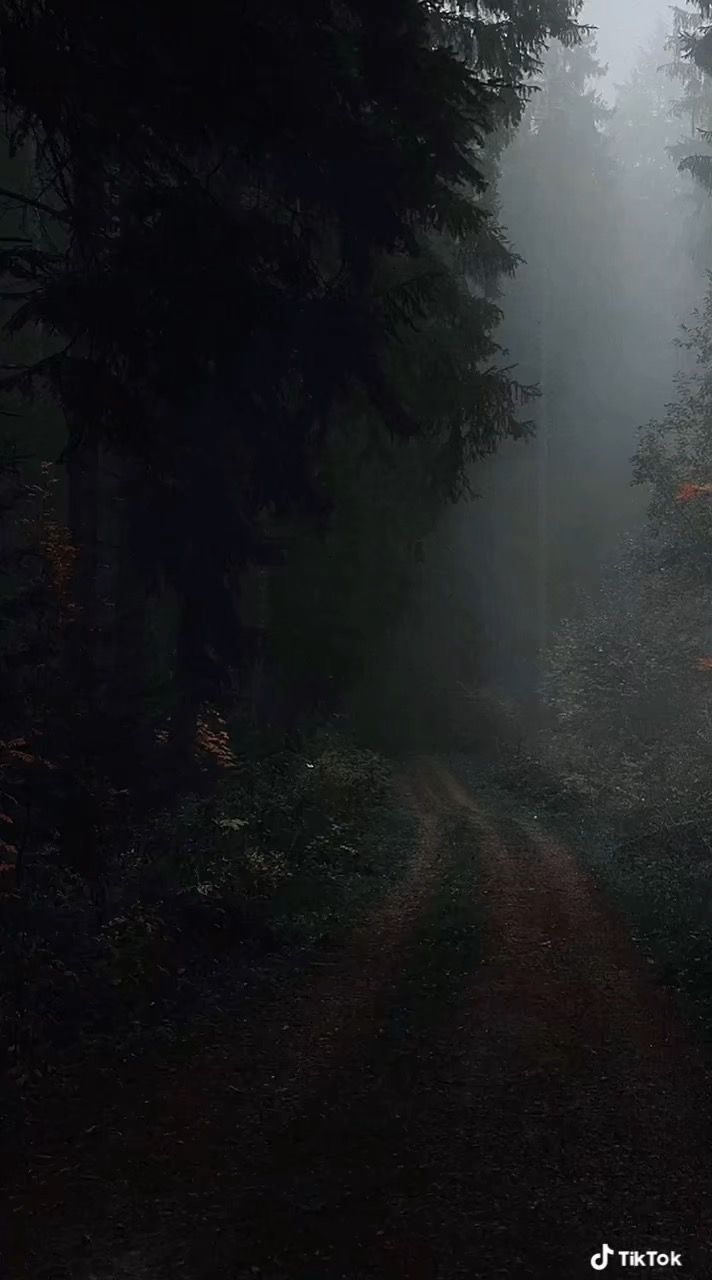 A dark forest road in the fog - Woods, forest, foggy forest