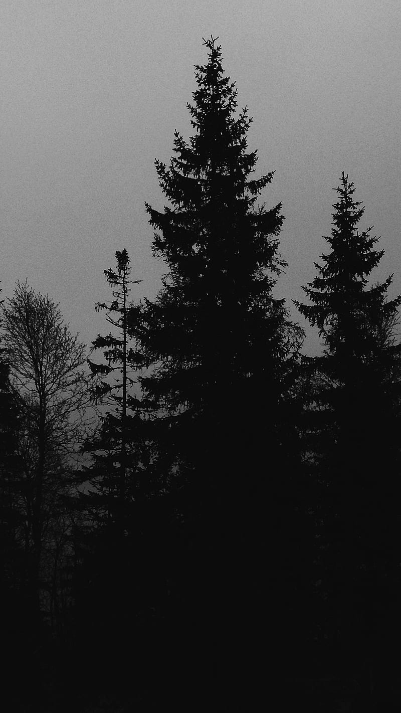 A black and white photo of trees - Woods