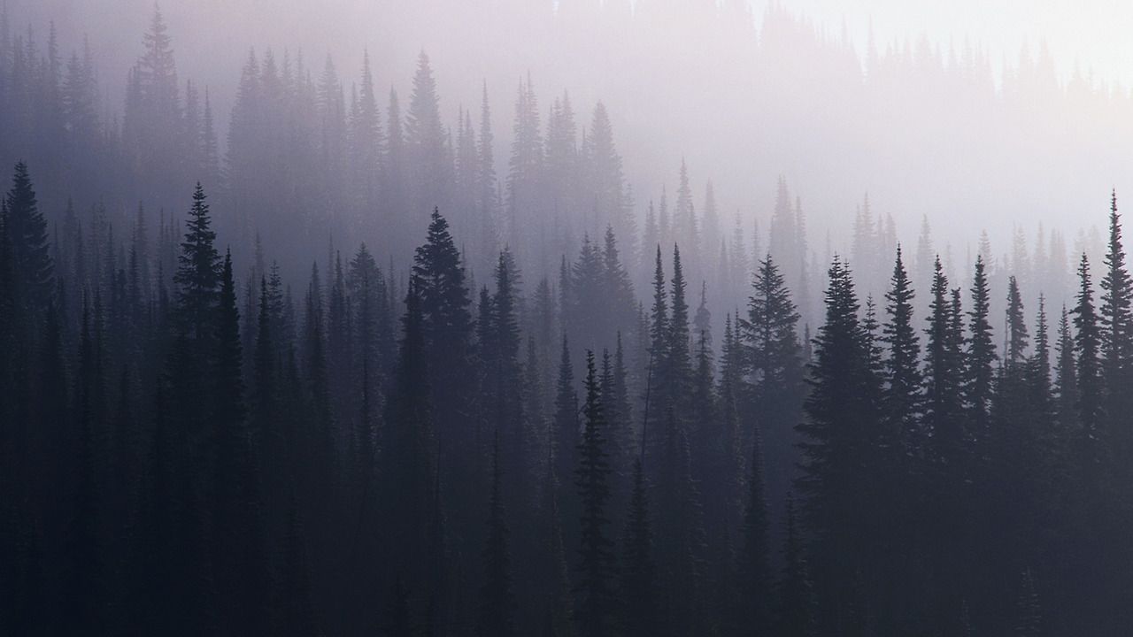 A forest with tall trees and fog - Woods