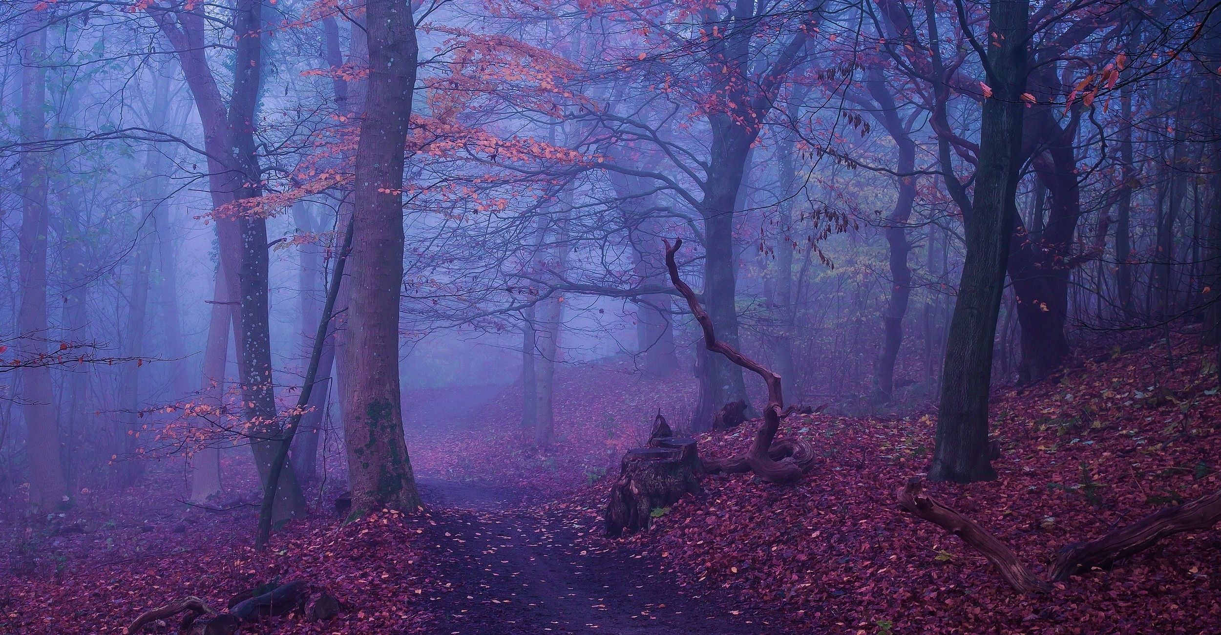A path through the woods in fog - Woods