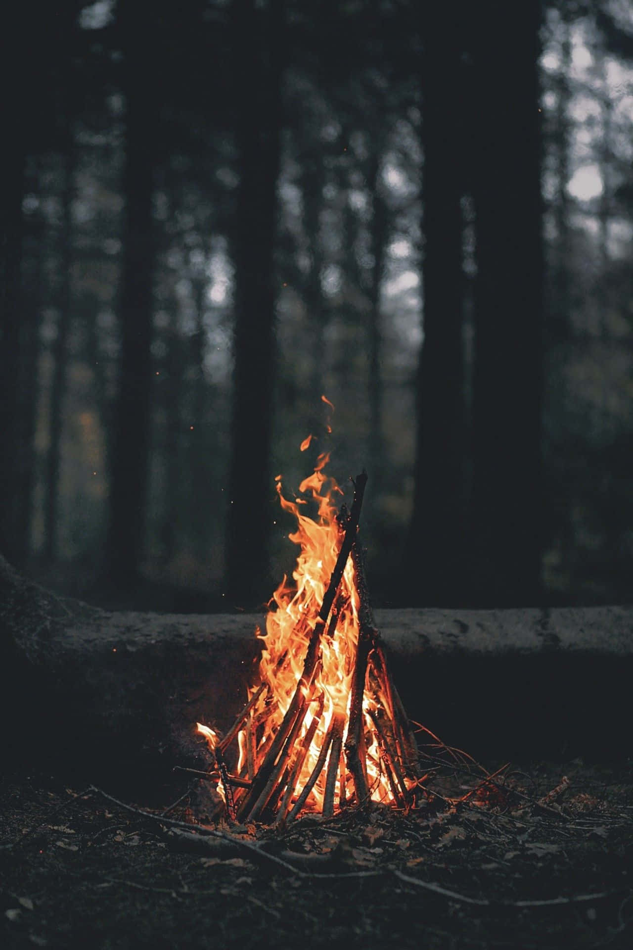 Download Portrait Photography Aesthetic Forest Bonfire Wallpaper