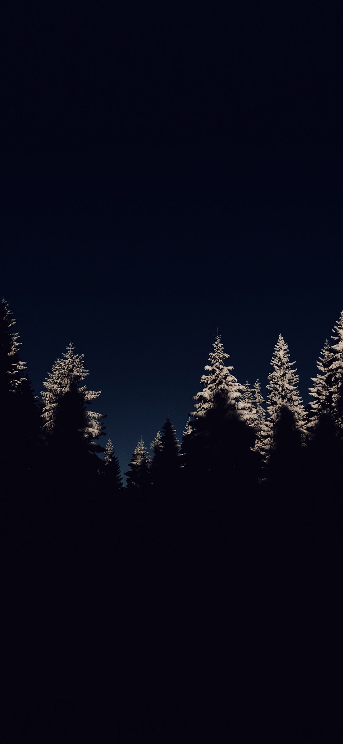 A snow covered forest against a dark blue sky - Woods