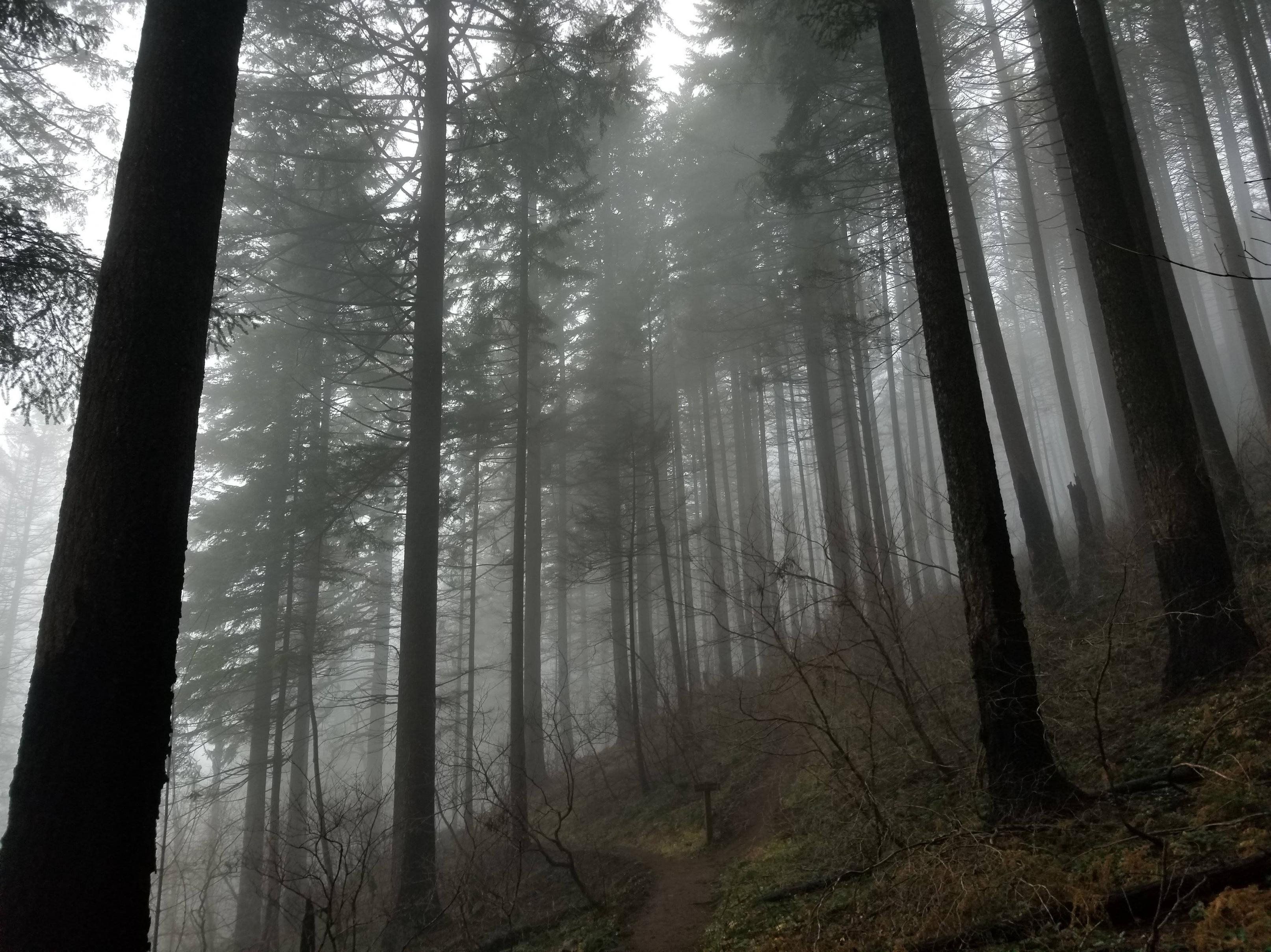 A trail in the woods on foggy day - Woods