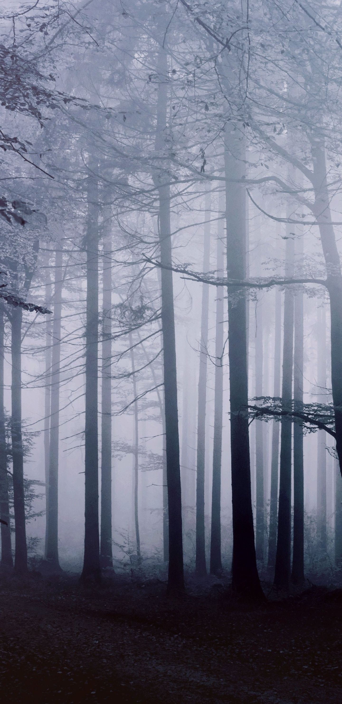 A forest with trees covered in fog. - Woods, foggy forest
