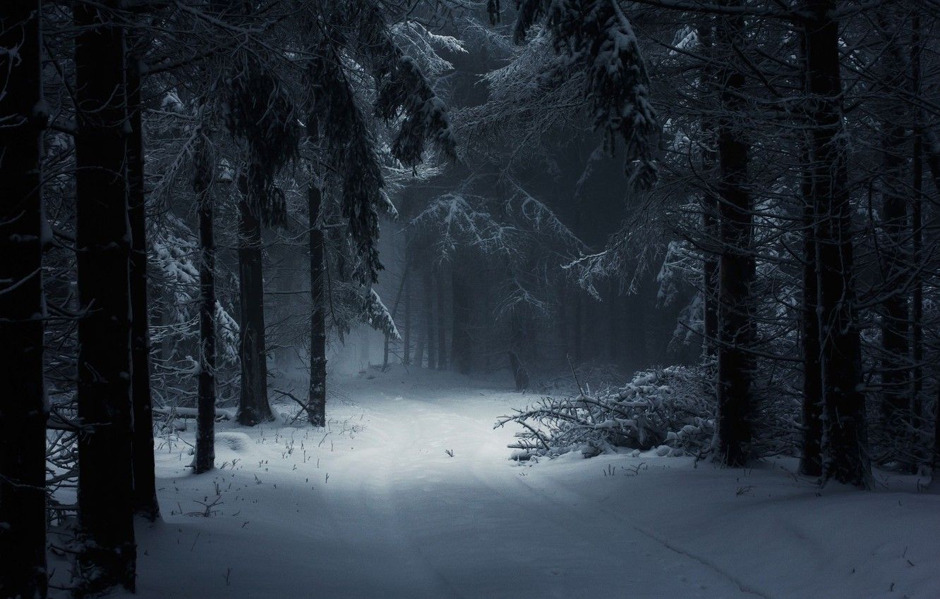 Wallpaper dark, forest, trees, winter, snow image for desktop, section пейзажи