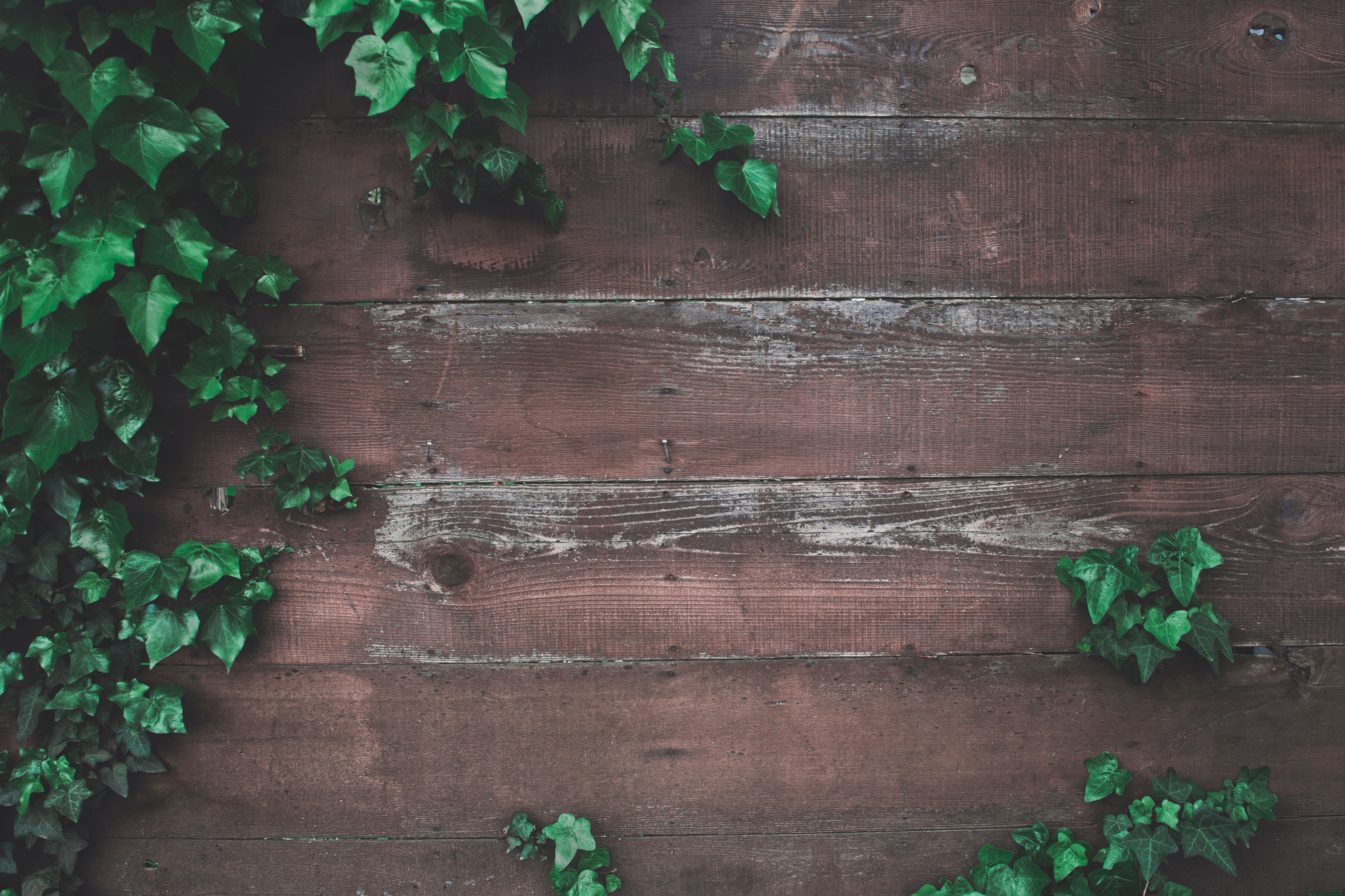 7200x4800 creeper, greenery, wood, wall, garden, ivy, table, nature, plant, PNG image, leafe, outdoors, weathered, leaves, plank, fence, texture, background Gallery HD Wallpaper