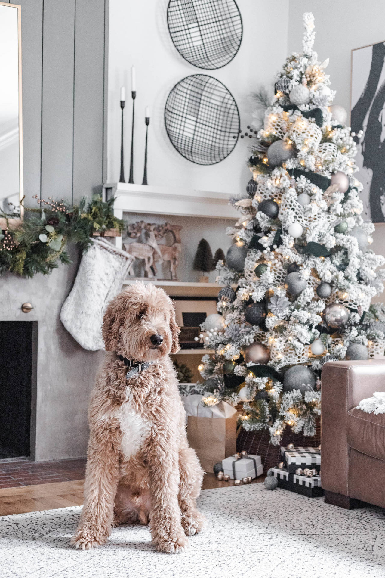 A dog sitting on the floor in front of christmas tree - Christmas, cute Christmas