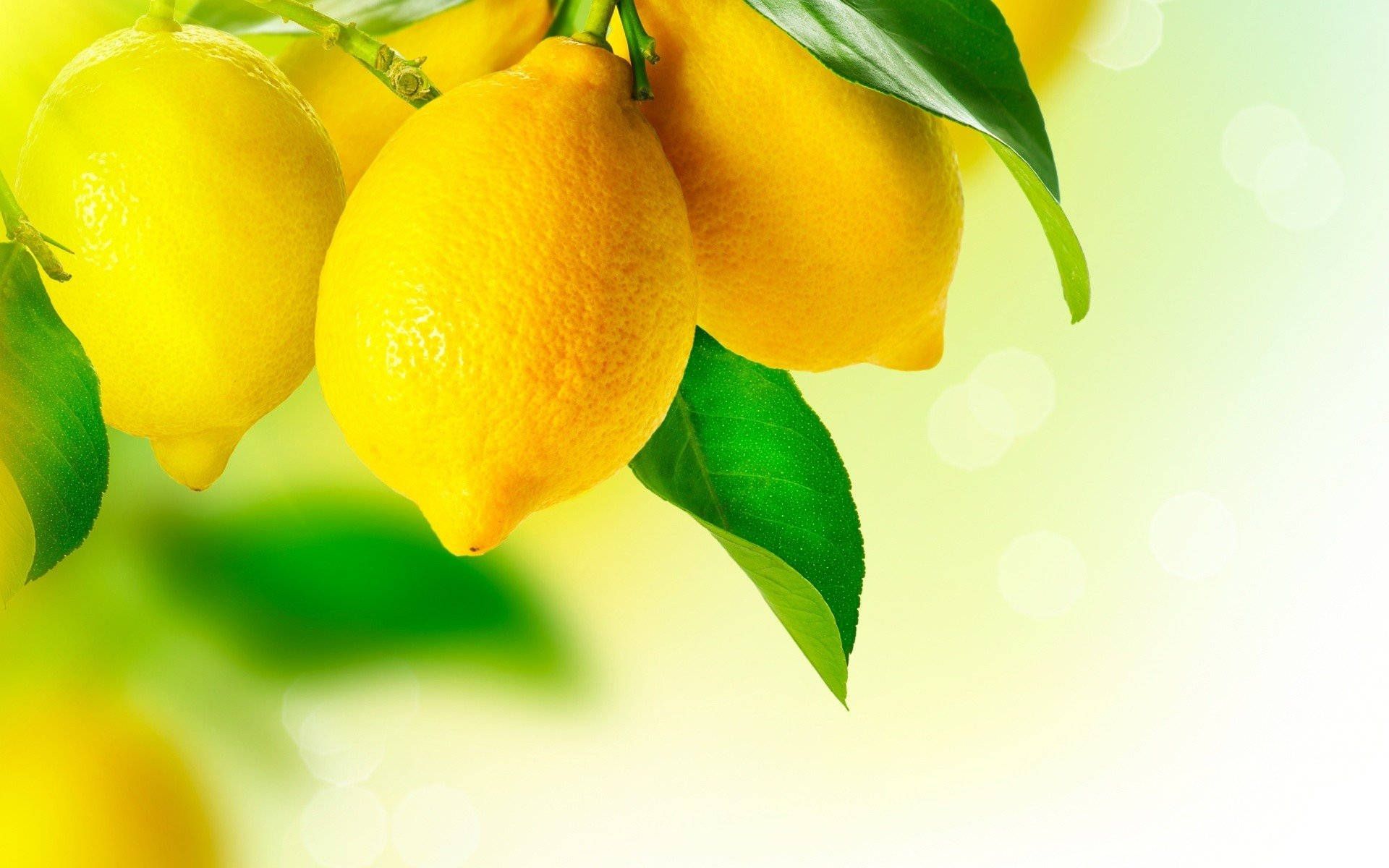 A branch of lemons with green leaves - Lemon
