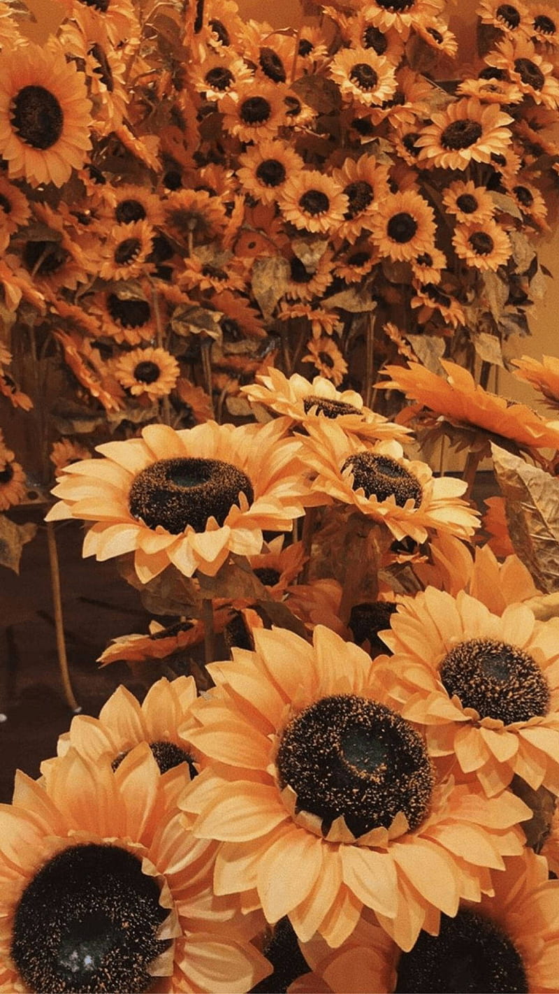 A bunch of sunflowers in a vase - Orange