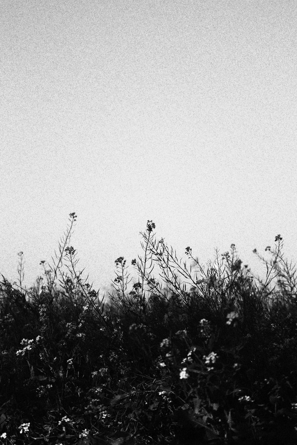 A black and white photo of some flowers - Gray, black, dark, black phone, profile picture, retro, photography, dark phone, black quotes, vintage fall, couple