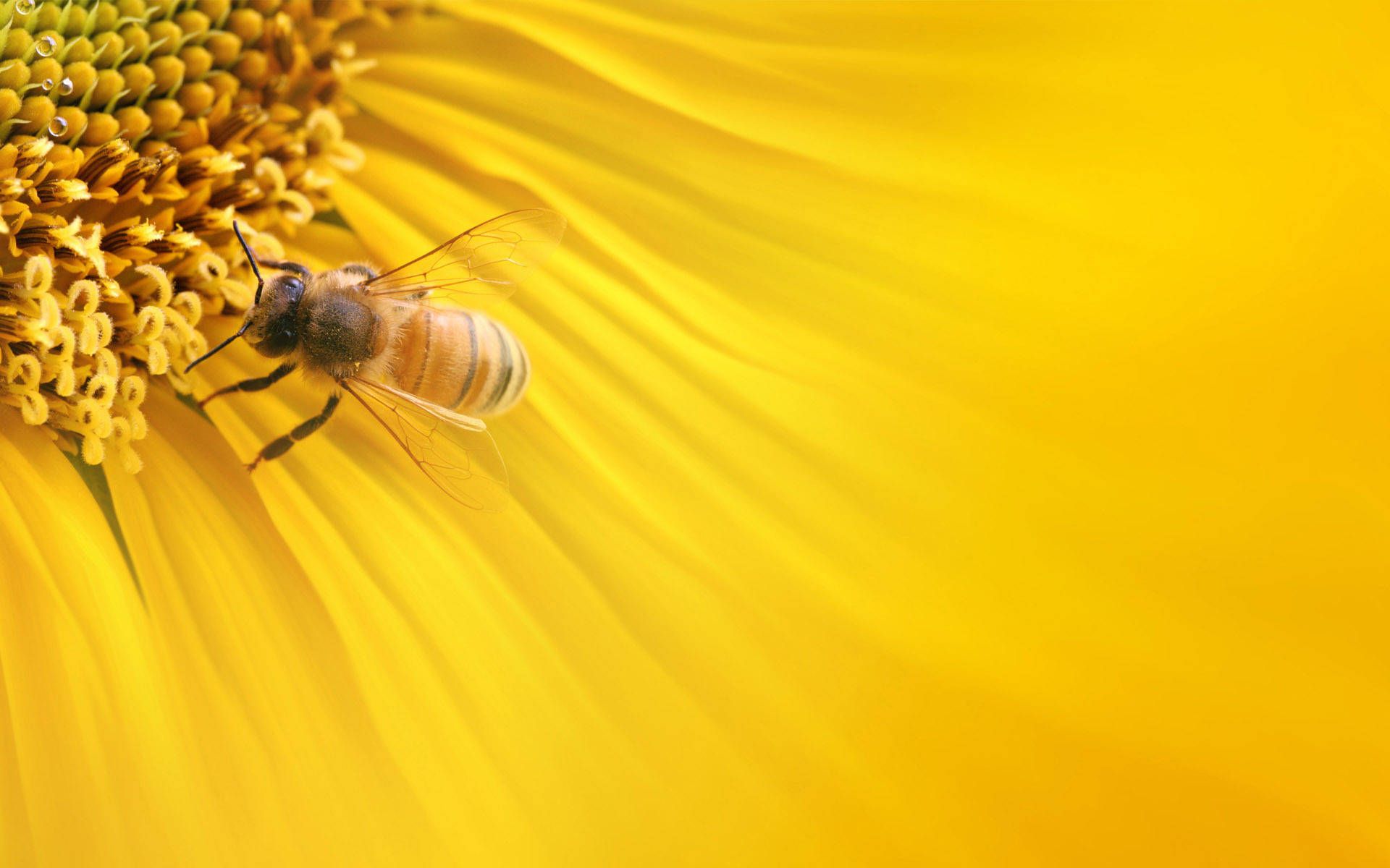 A bee is sitting on the center of yellow flower - Bee