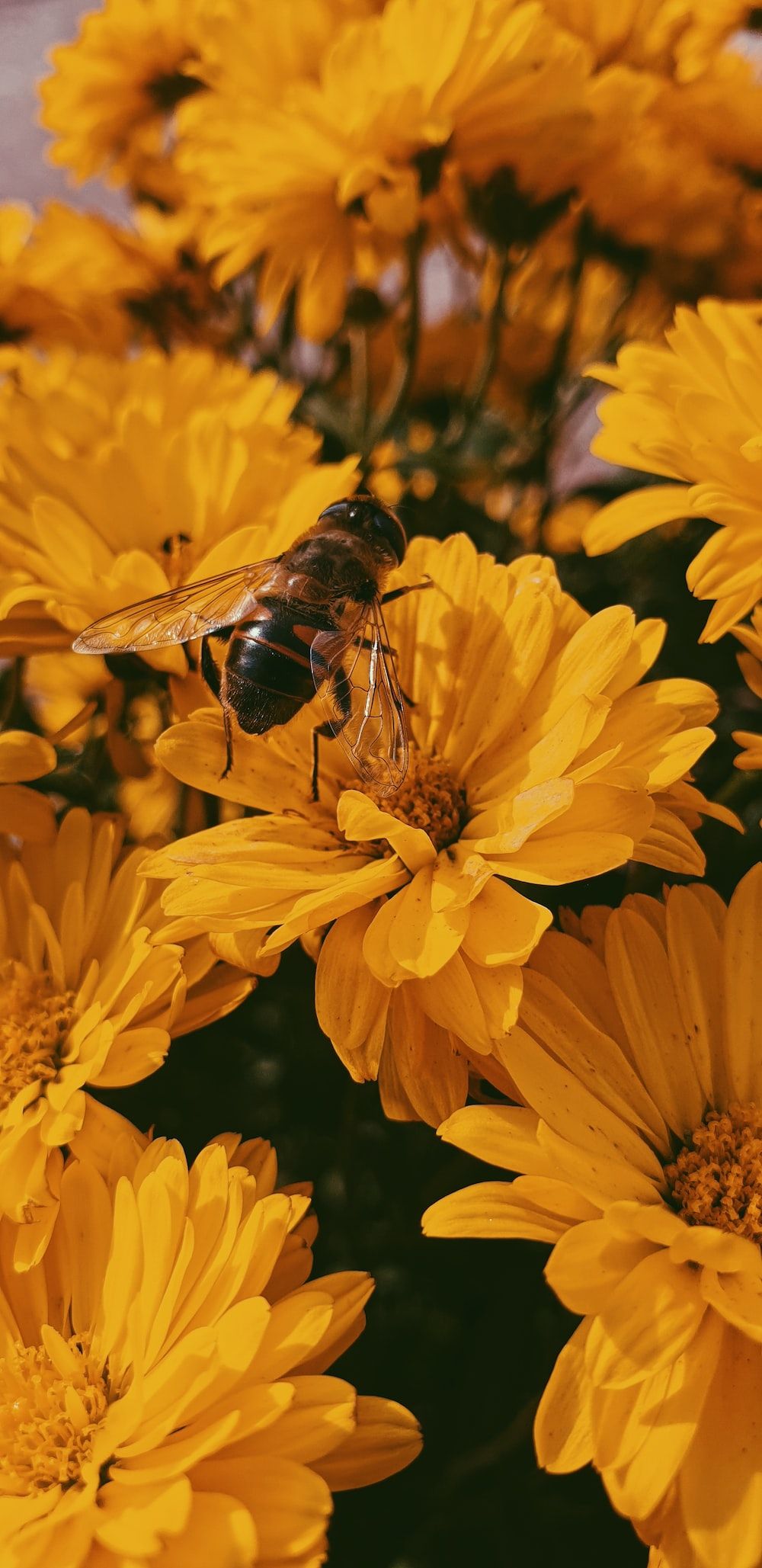 A bee sitting on a yellow flower - Bee