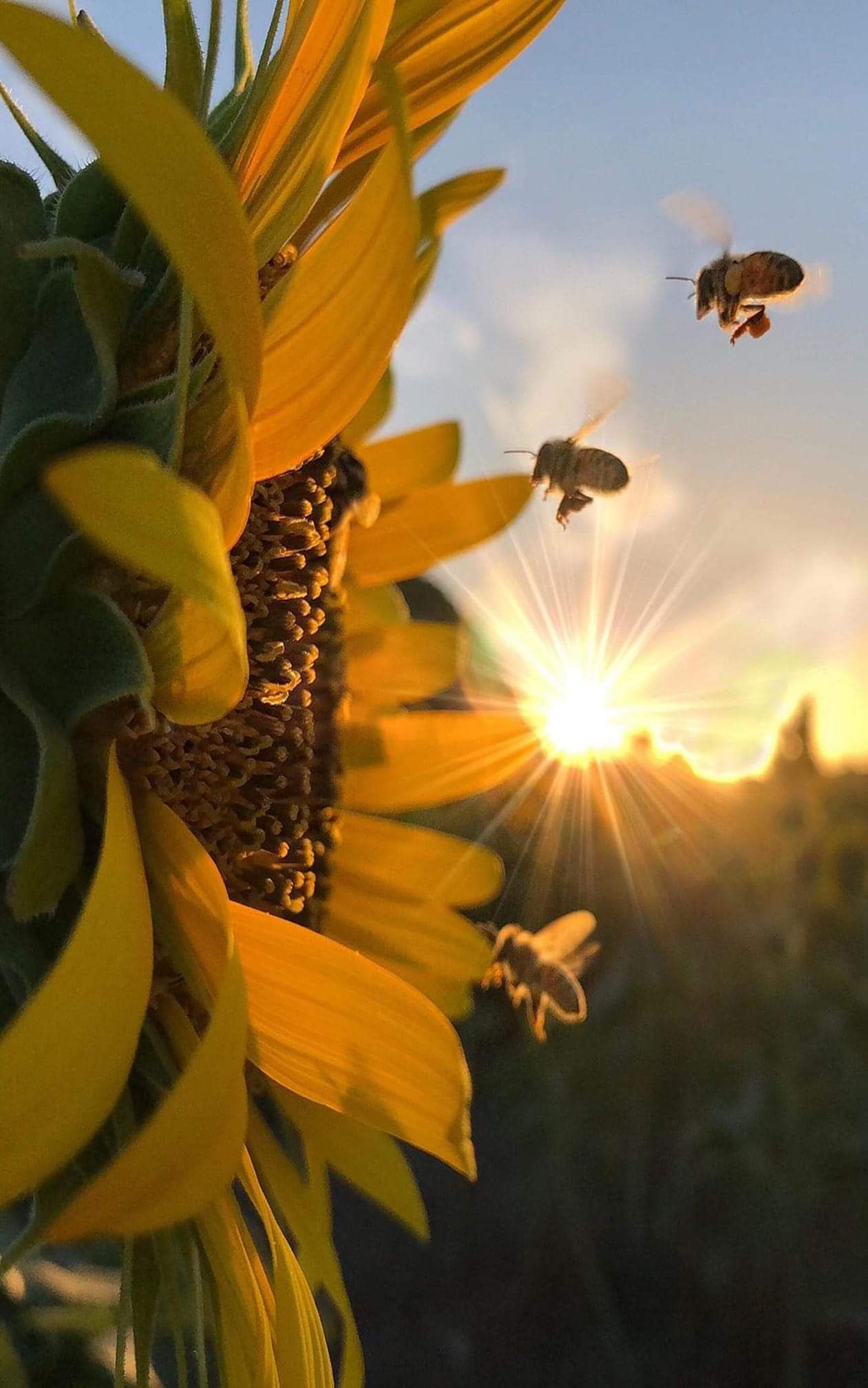 Free download Pin page [1261x2015] for your Desktop, Mobile & Tablet. Explore Sunflower and Bee Wallpaper. Bee Wallpaper, Sunflower Wallpaper Desktop, Sunflower Background