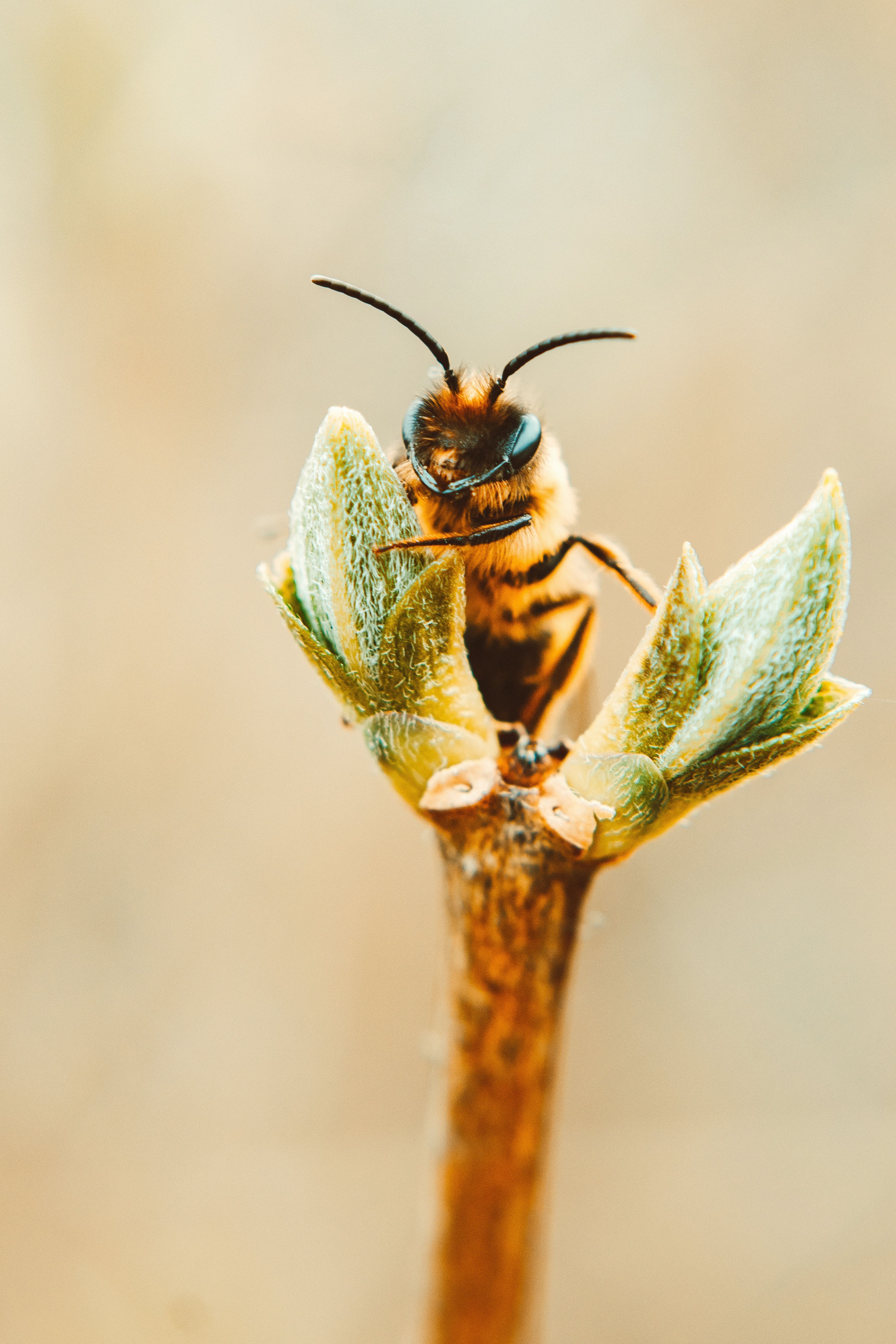 Honey Bee Photo, Download Free Honey Bee & HD Image