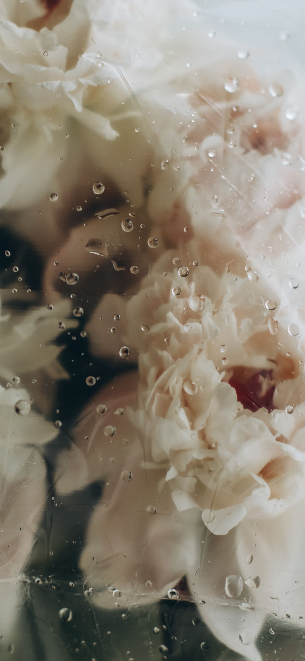 A close up of some flowers in water - Silver, neutral