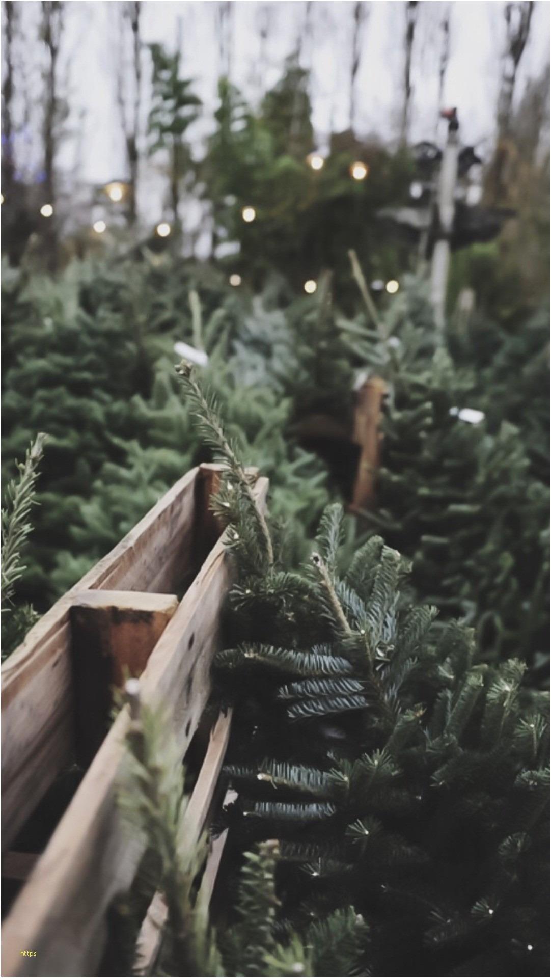 A wooden crate filled with christmas trees - Christmas