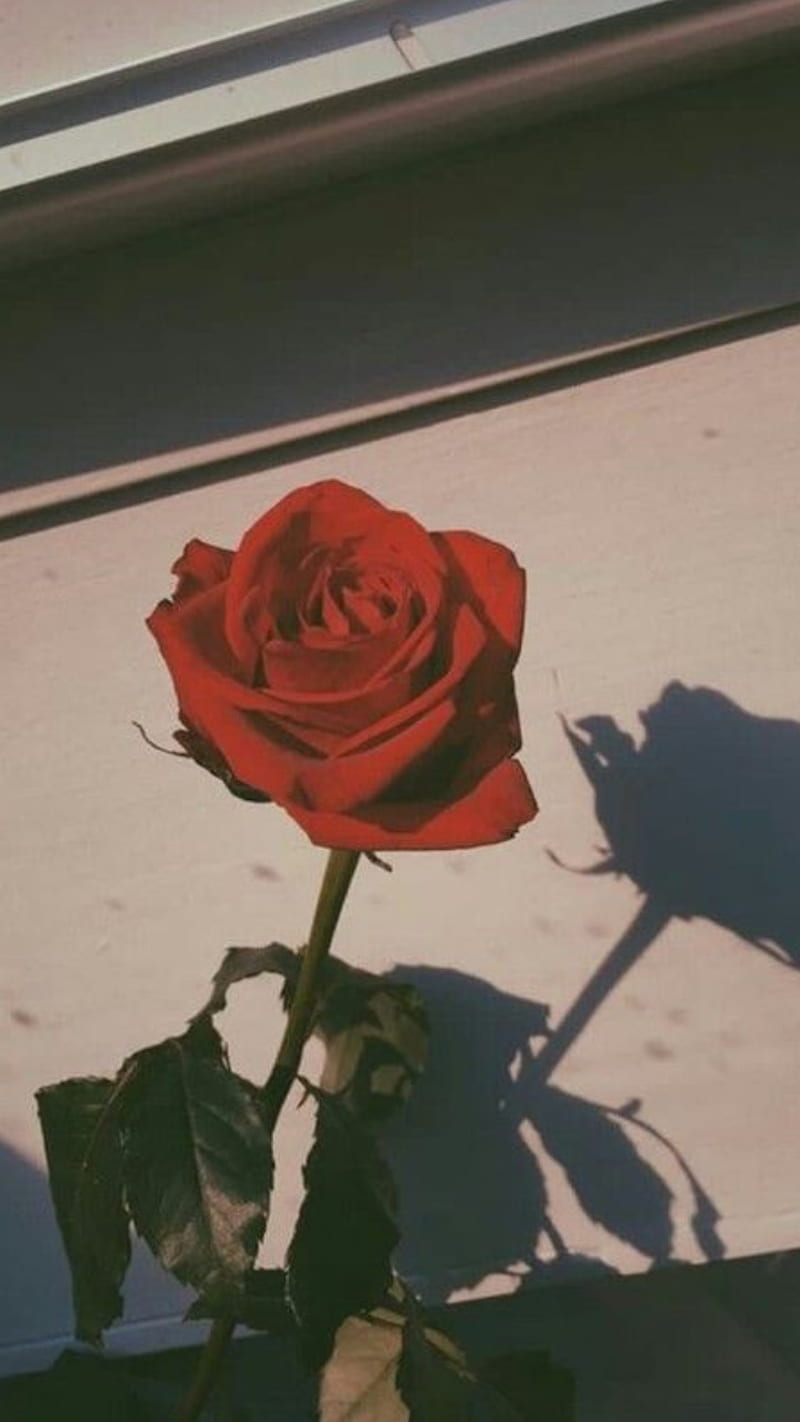 A red rose with a shadow on a white wall - Garden, roses