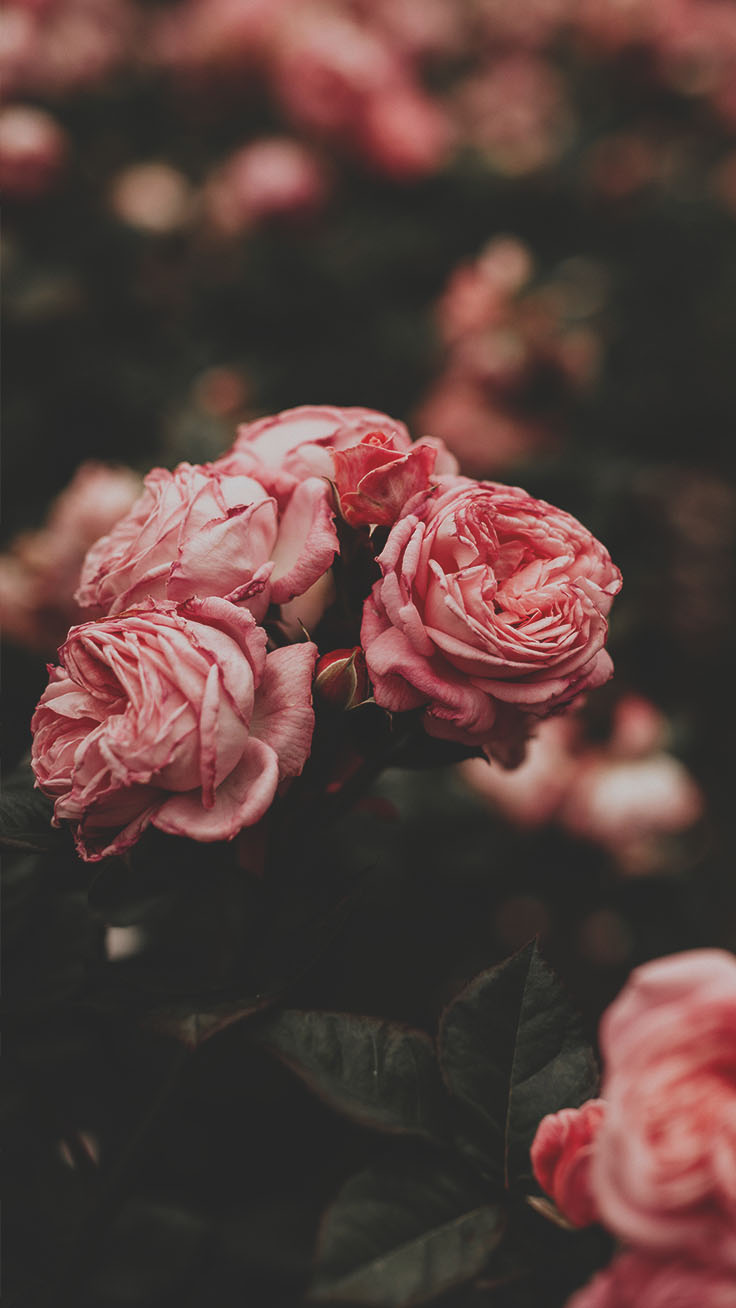 A bunch of pink roses with a dark background - Roses
