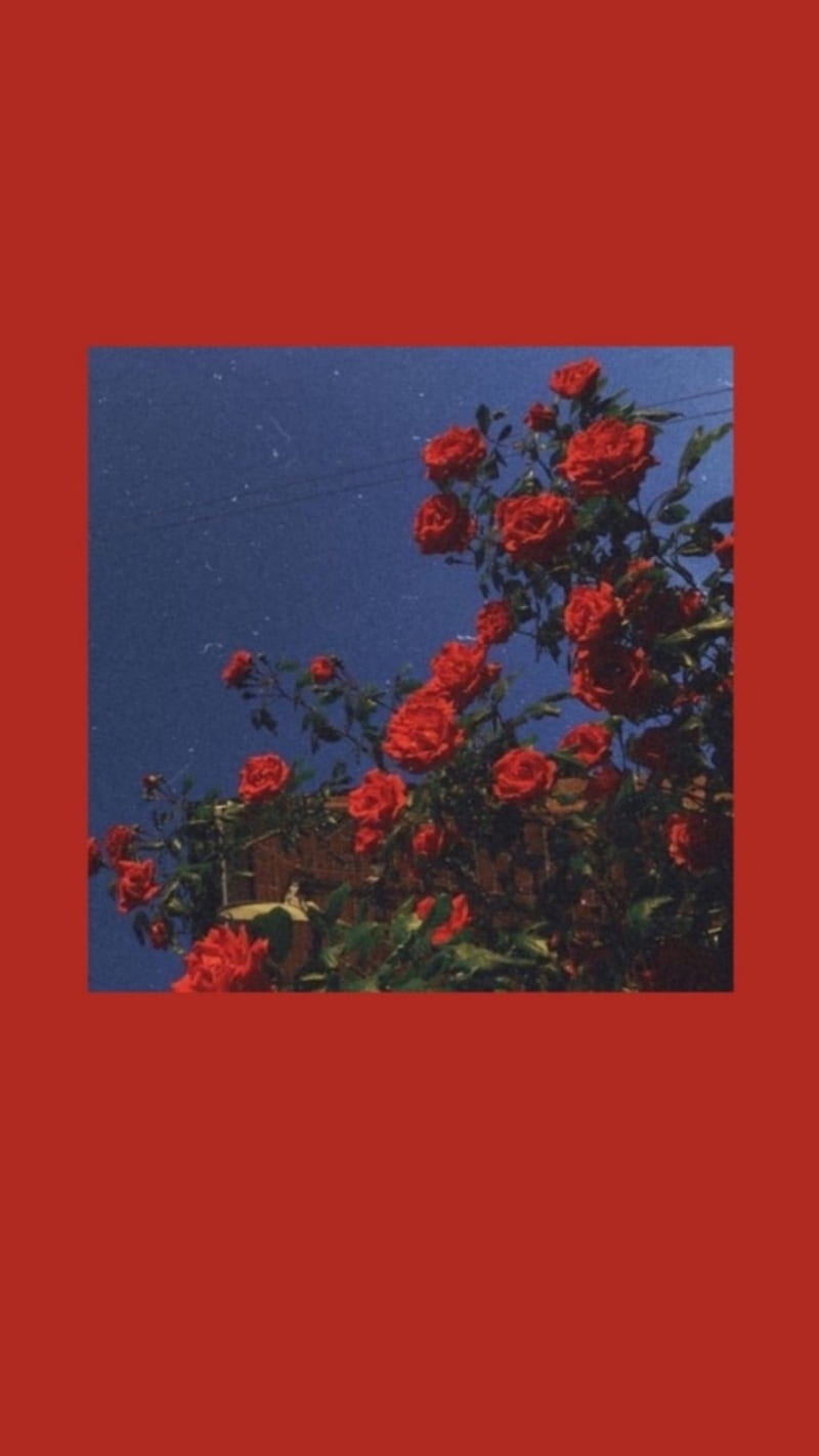 A red background with roses on it - Roses