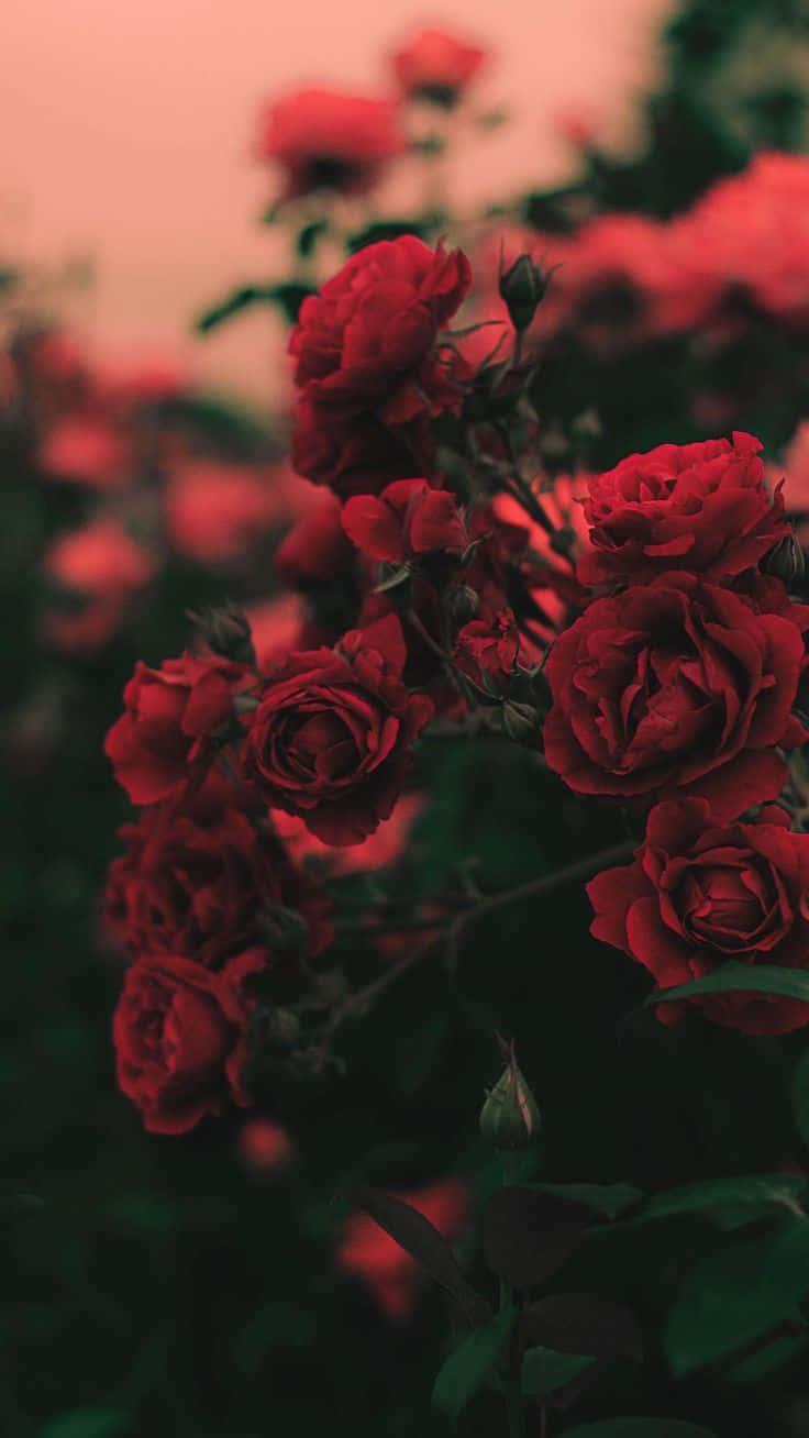 A beautiful image of red roses in a garden. - IPhone red, roses, light red