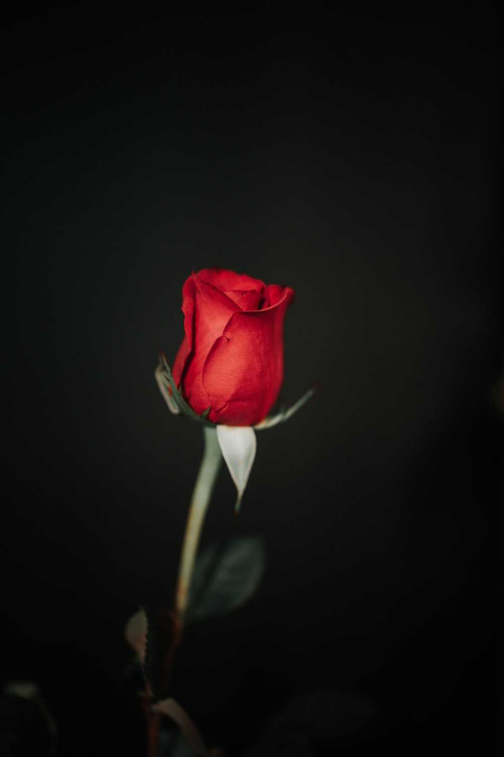 A single red rose in the dark - Roses