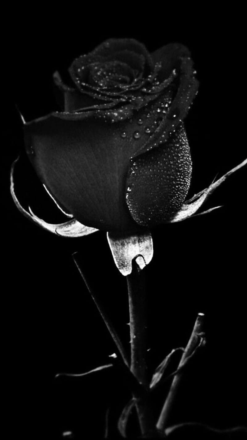 A black and white photo of the rose - Roses, black rose