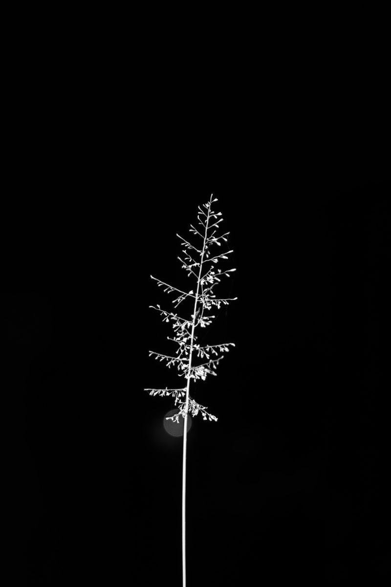 A black and white photo of some grass - Dark