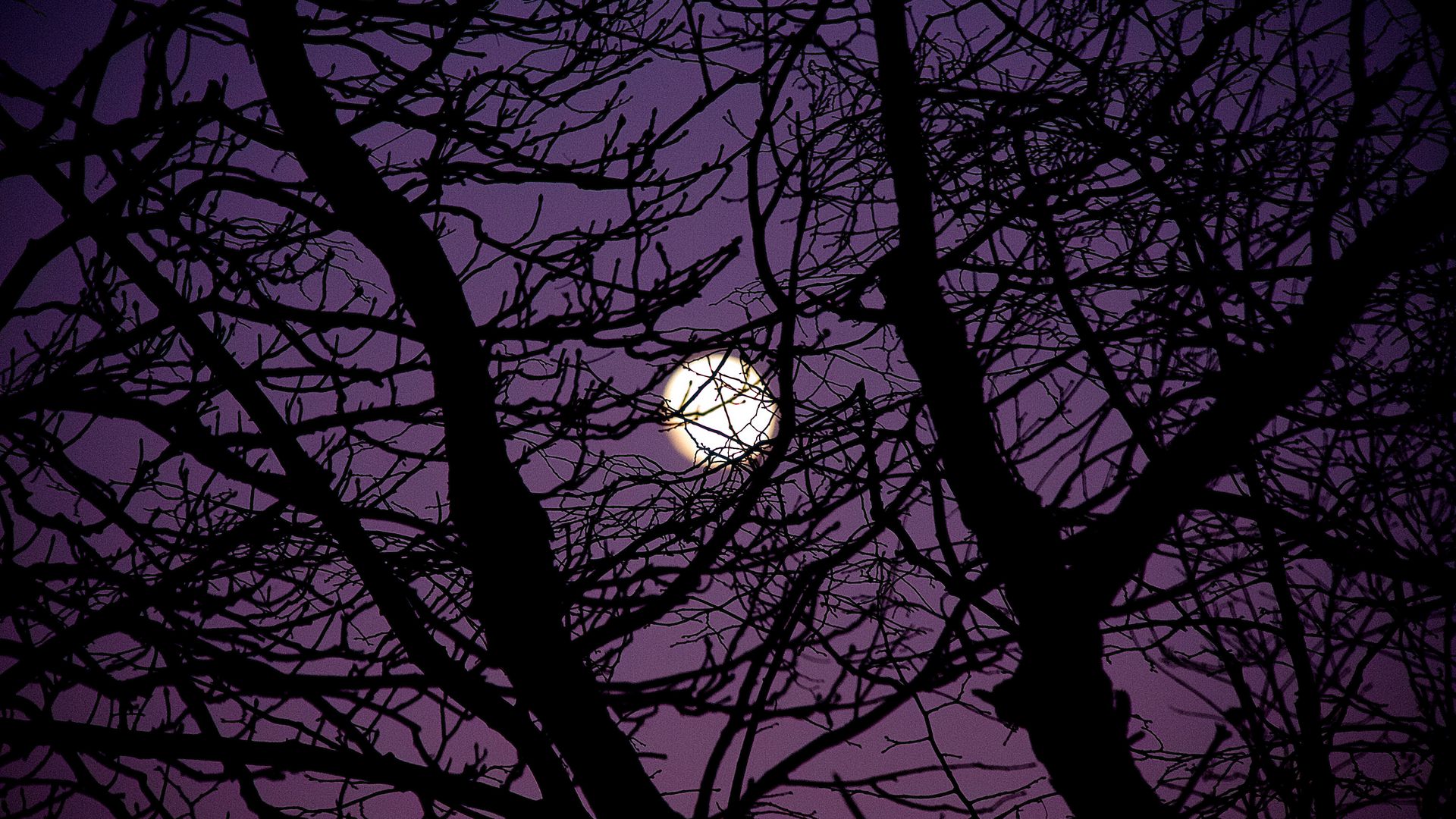 A full moon is seen through the branches of trees - Moon