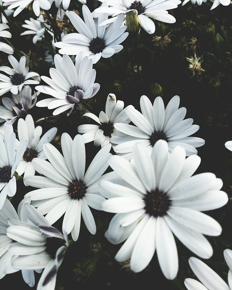 A bunch of white flowers with black centers. - Daisy