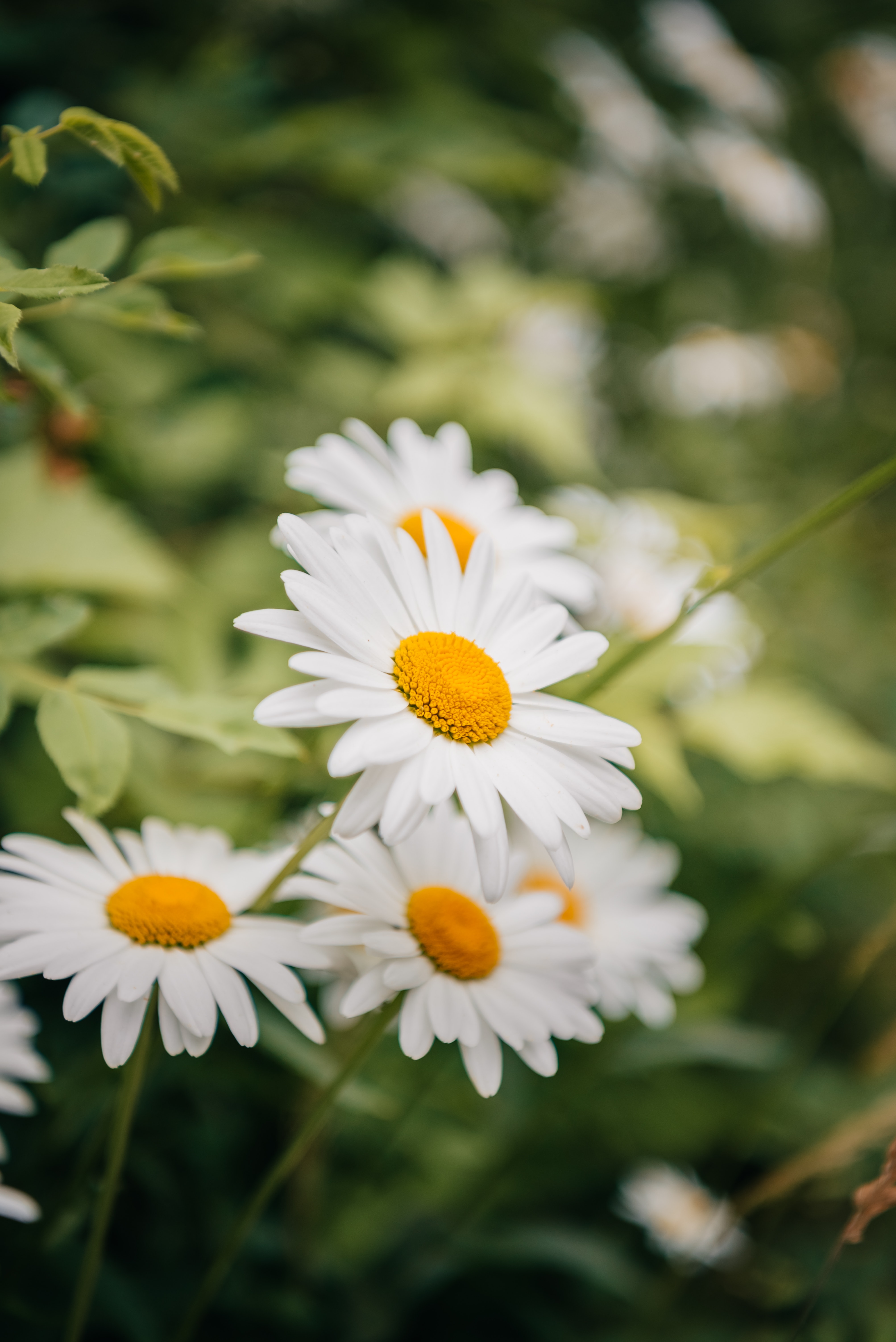 A close-up of white daisies with yellow centers. - Daisy