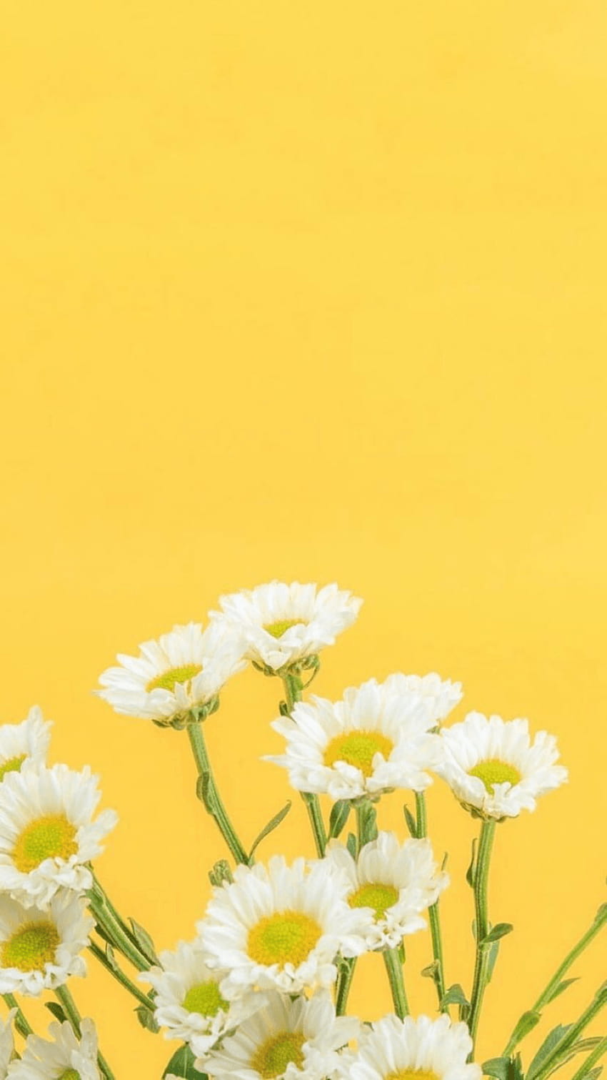 A bunch of white flowers on a yellow background - Daisy