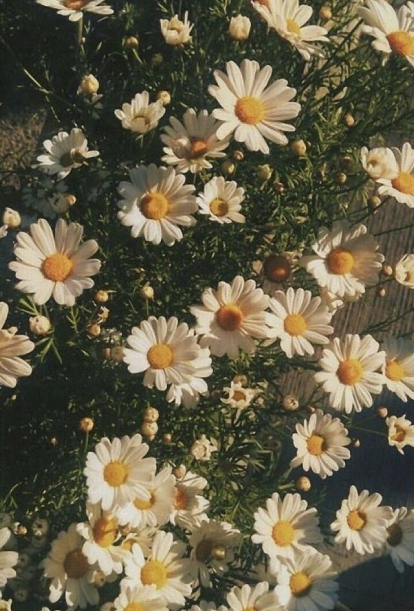 Month 6. Daisy wallpaper, Flower aesthetic, Nature aesthetic