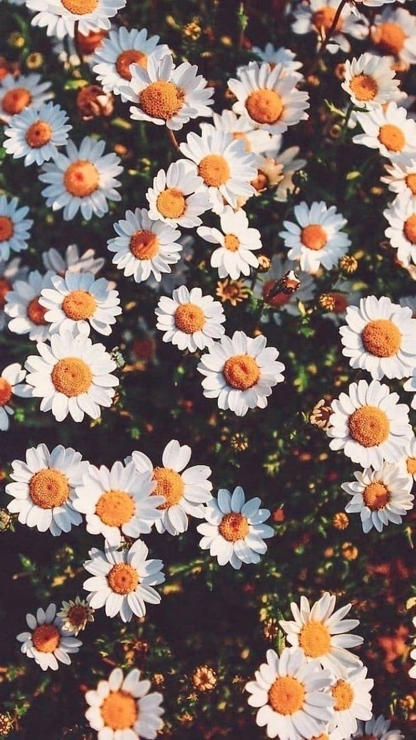 A field of daisies with a black background - Daisy