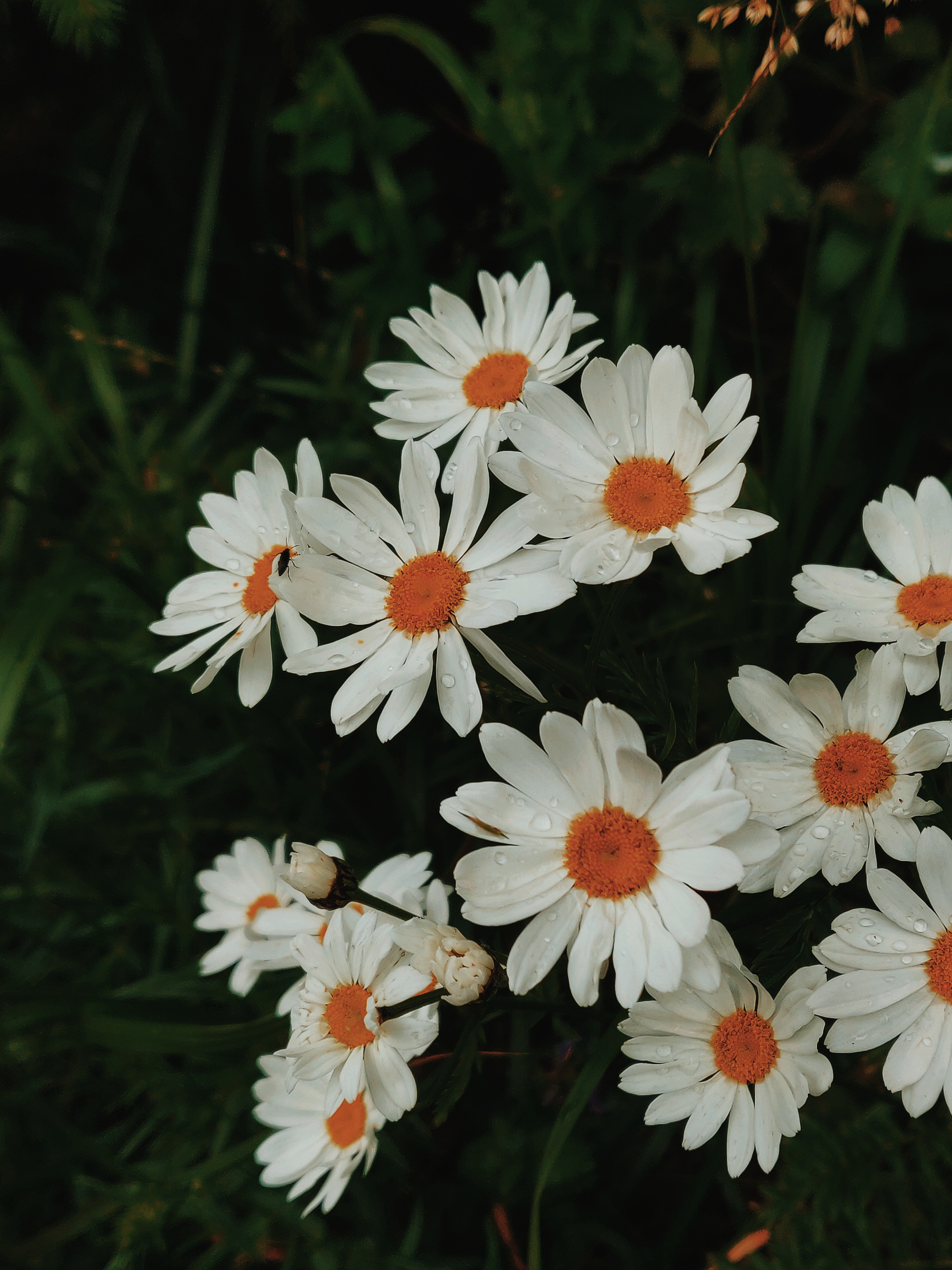 A bunch of white flowers with orange centers - Daisy