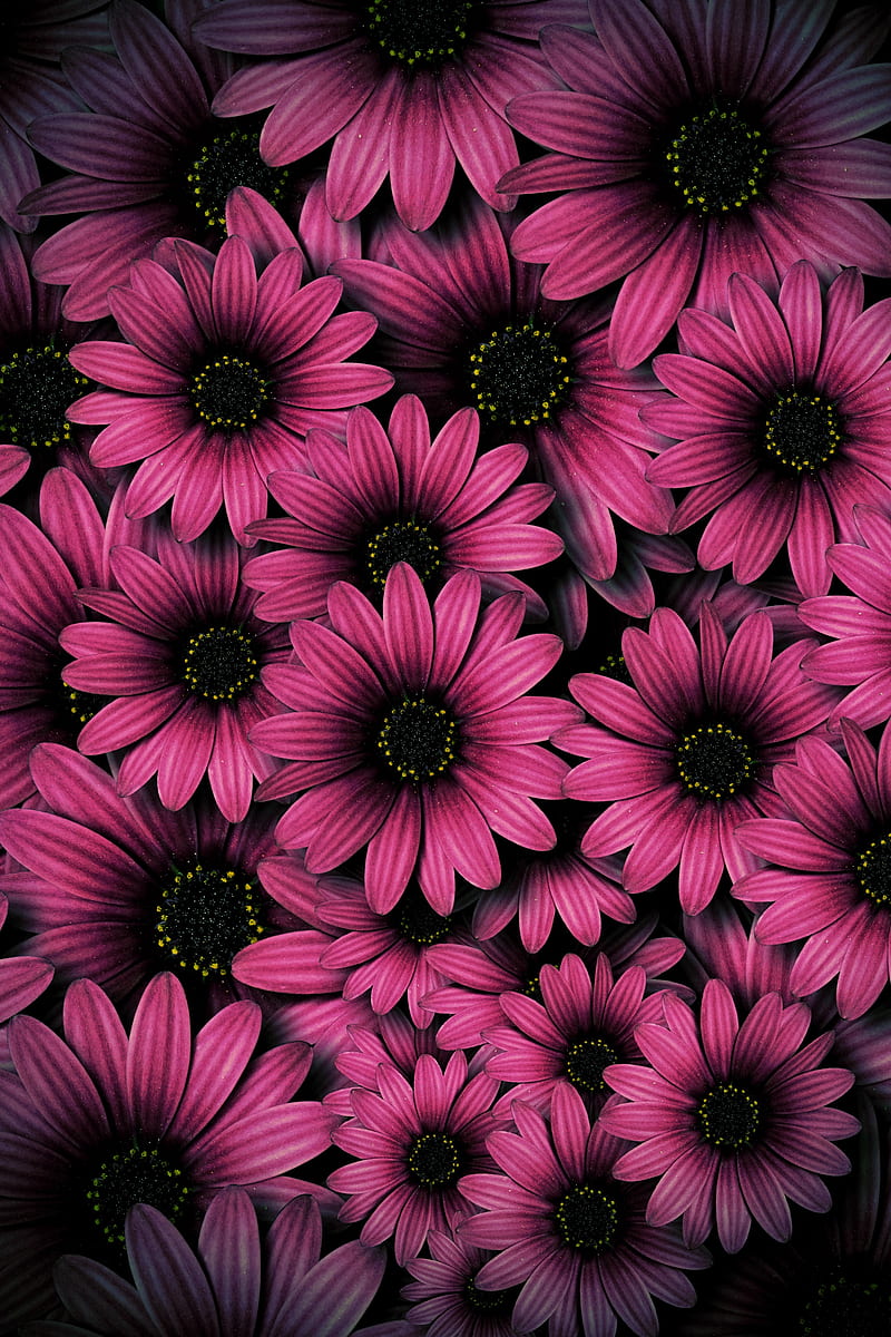 A wallpaper of pink flowers with a black background - Daisy