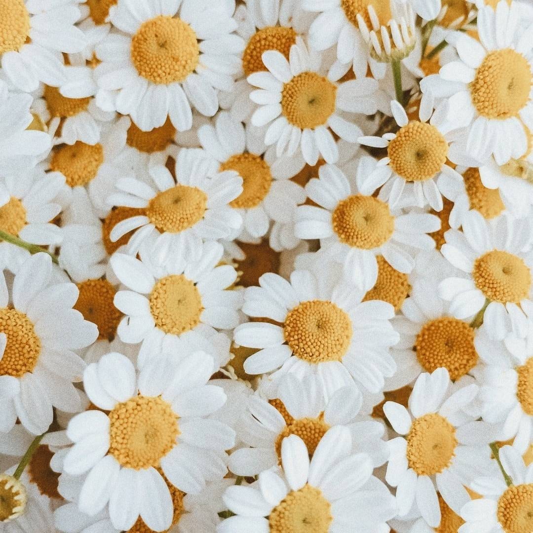 A close up of white daisies with yellow centers - Daisy