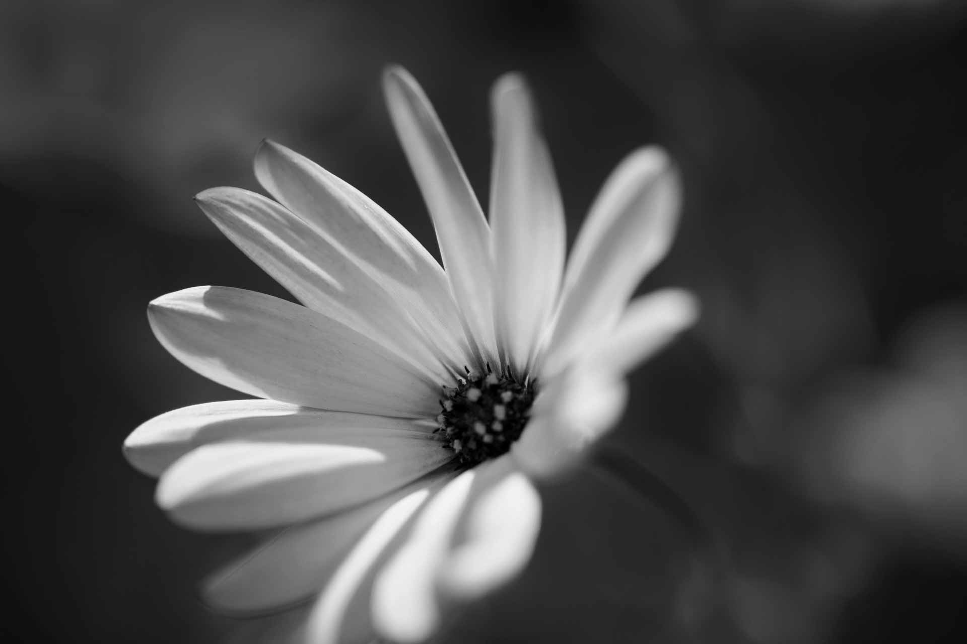 A black and white photo of an open flower - Daisy