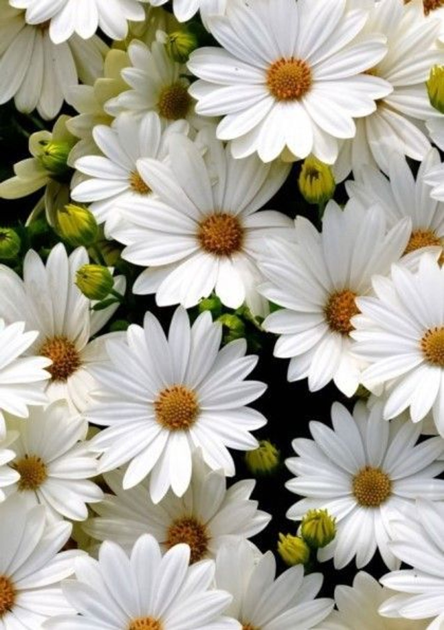 A bouquet of white daisies against a black background. - Daisy