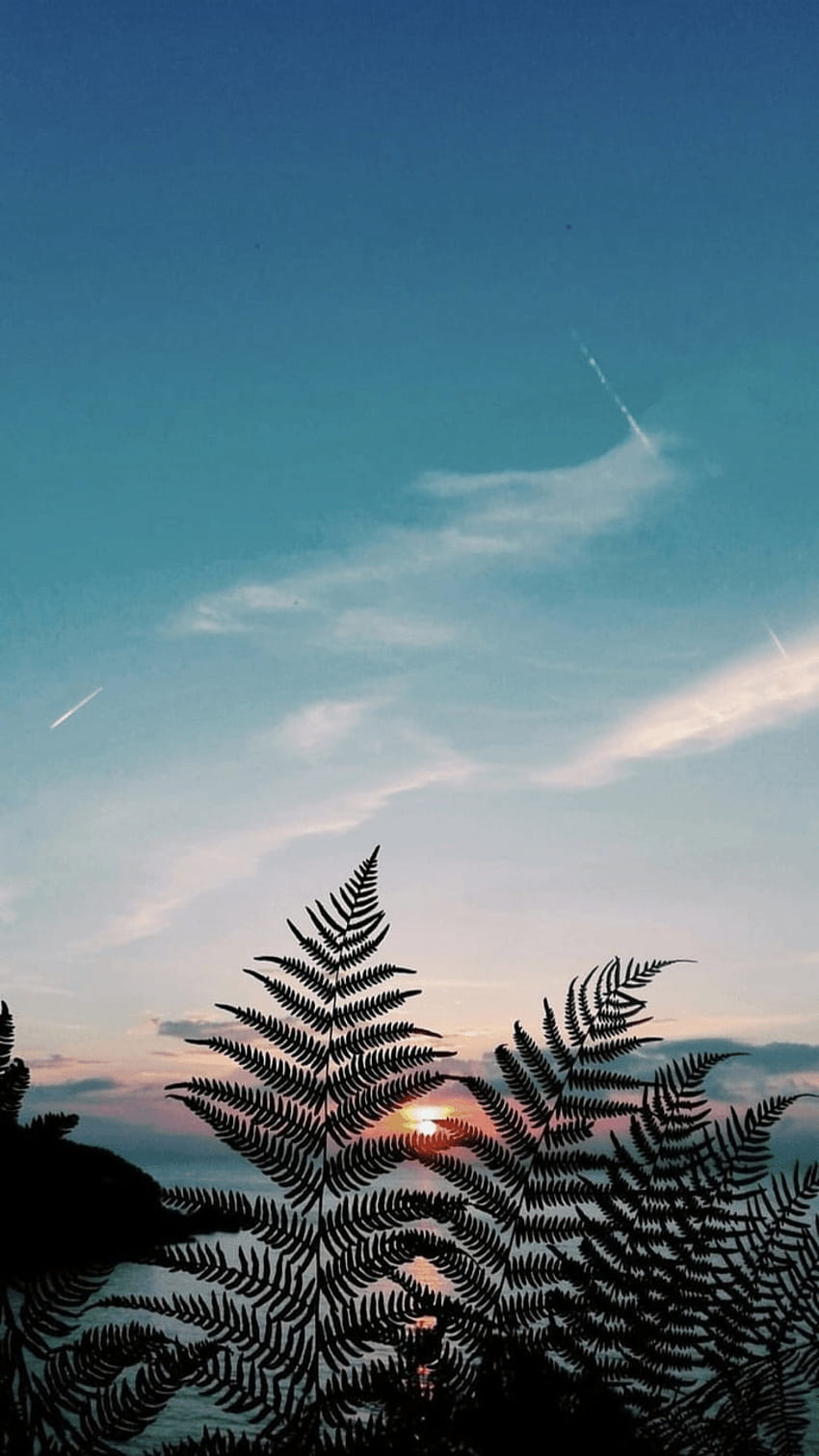 A fern leaf is silhouetted against a blue sky with the sun setting in the background. - Nature