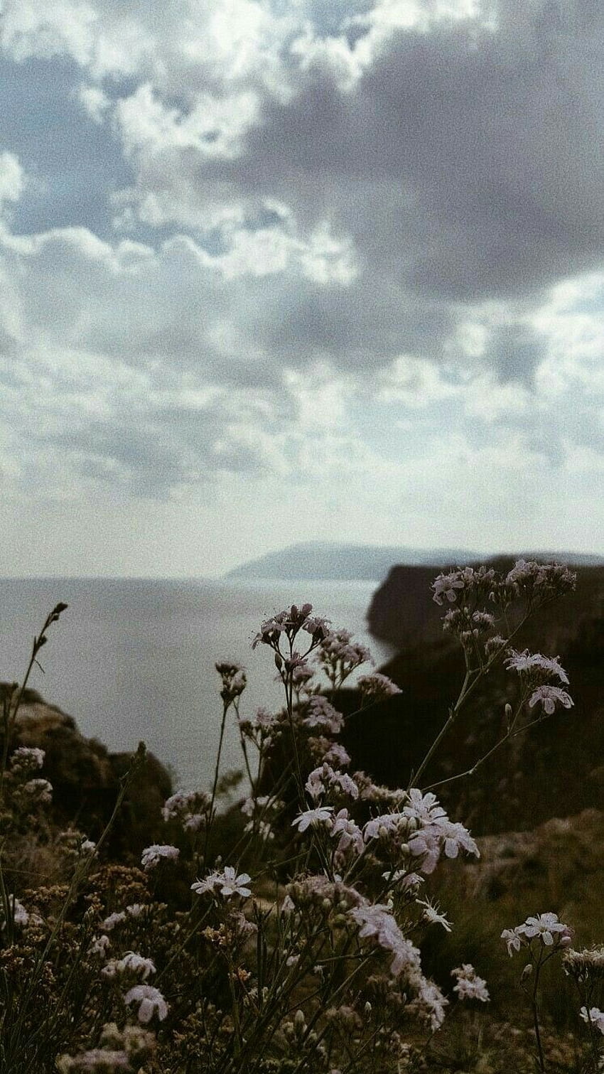 A cliffside with flowers and a body of water in the background. - Nature